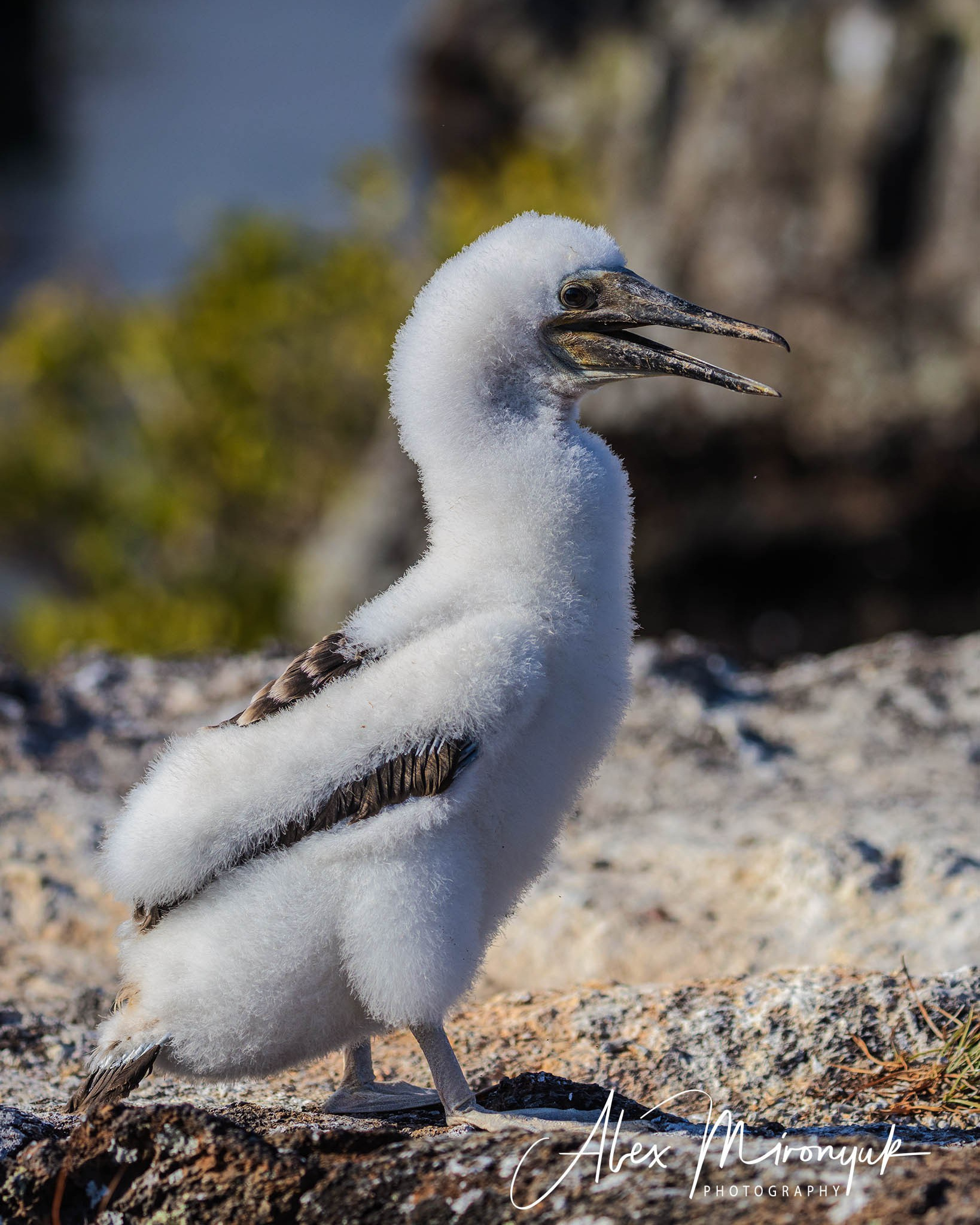 Galapagos Islands Adventure. Pet, Senior, Landscape, portrait studio, photographer in Miami and Sou