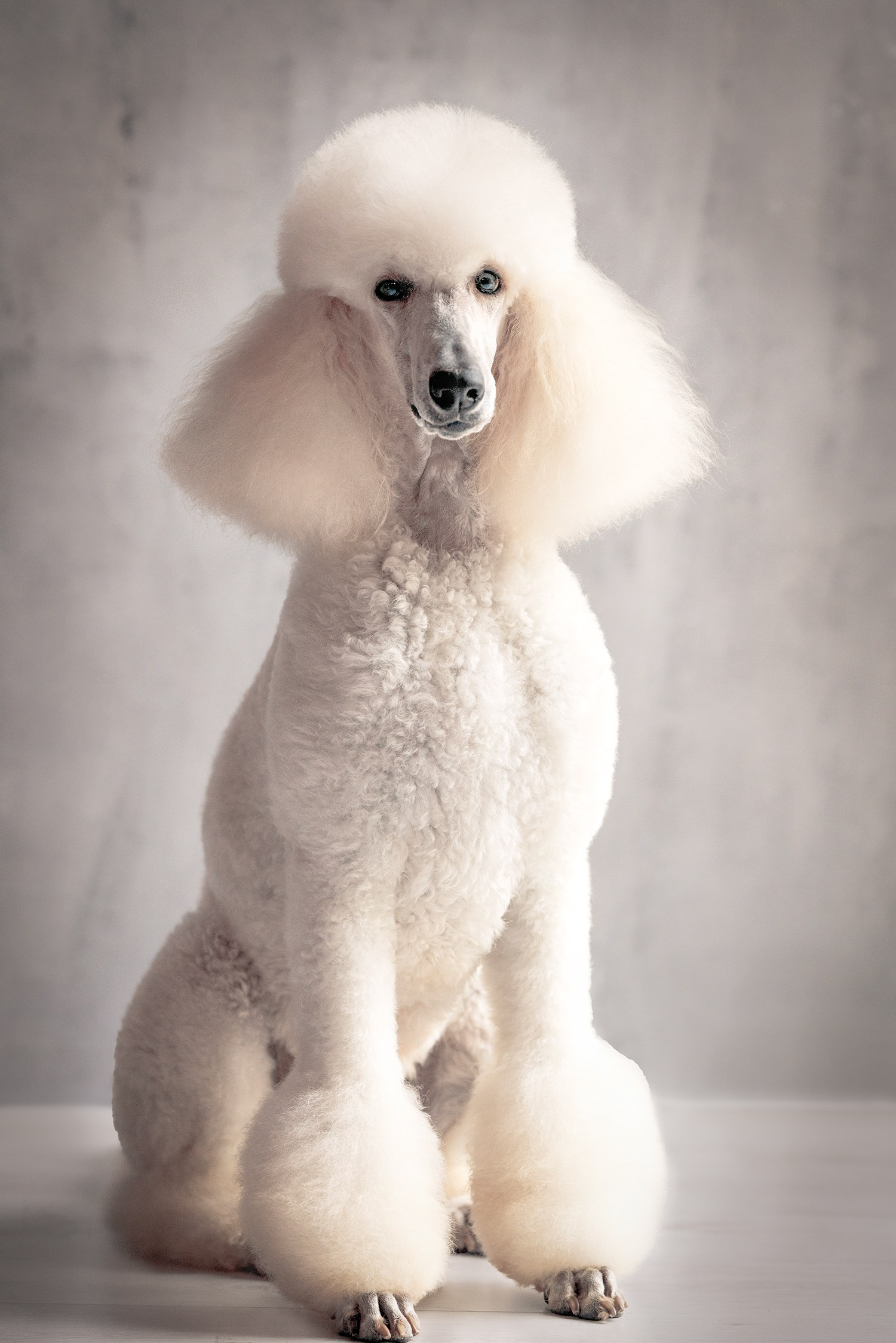 FAQ. Fotografa a Riccione, ritratti di bambini e famiglia, animali domestici