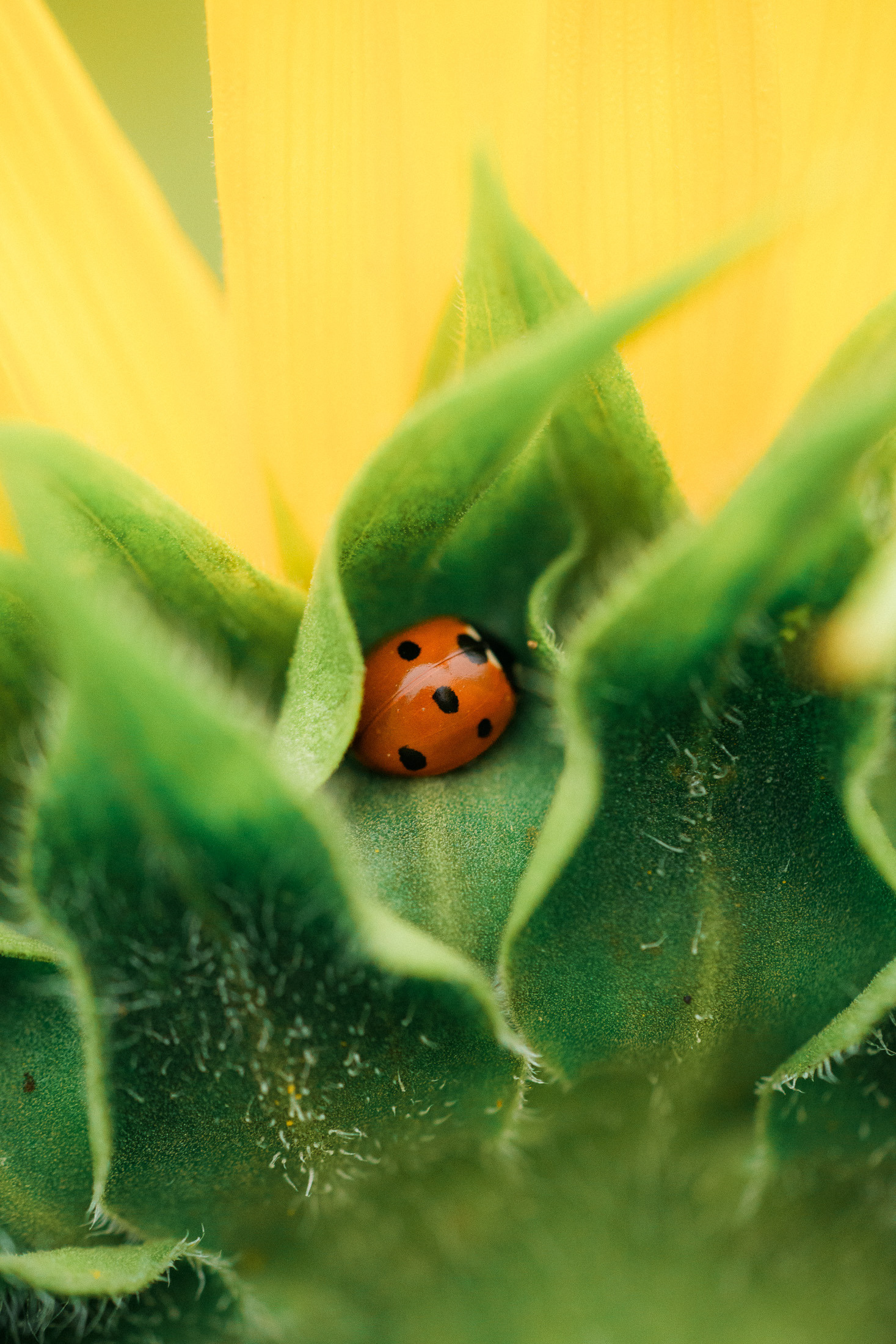 Lapsikuvaus auringonkukkapellolla