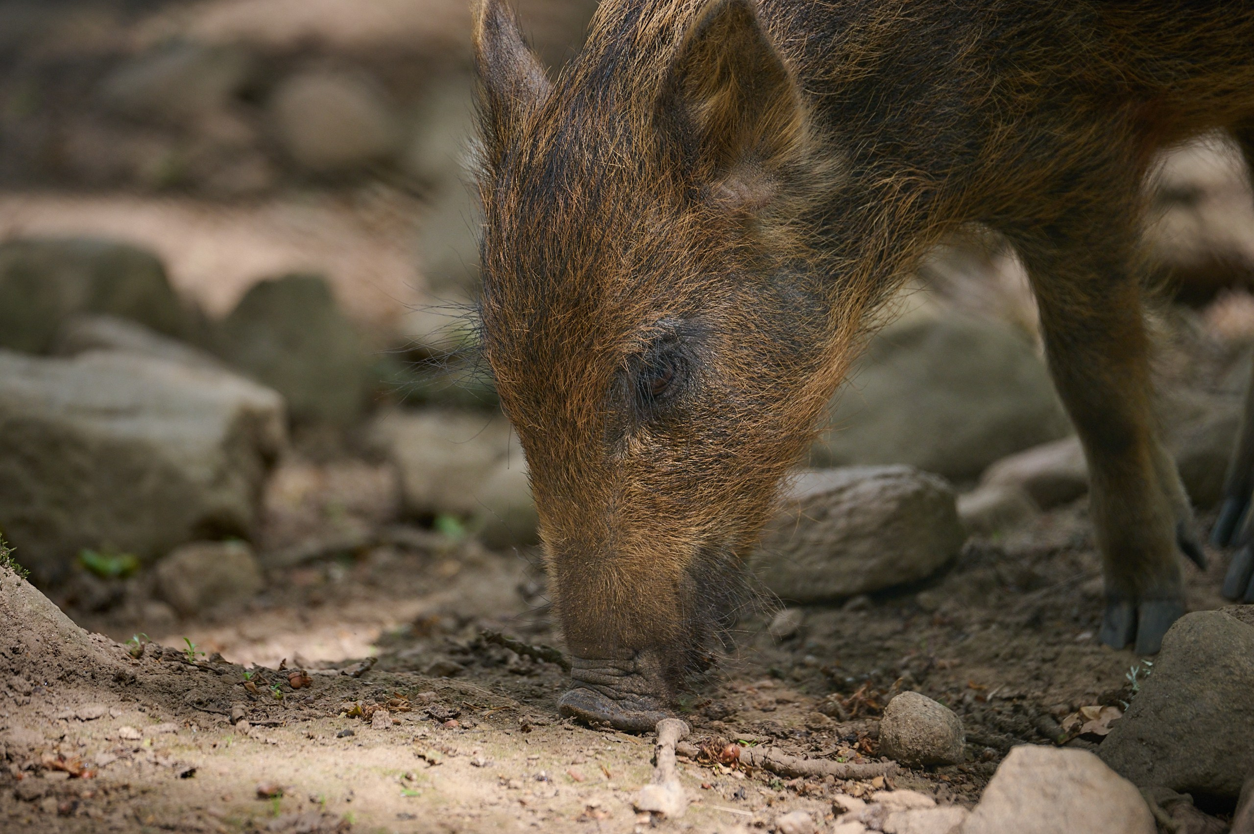 Visit Skånes Djurpark. Yuri Popkov | Photographer