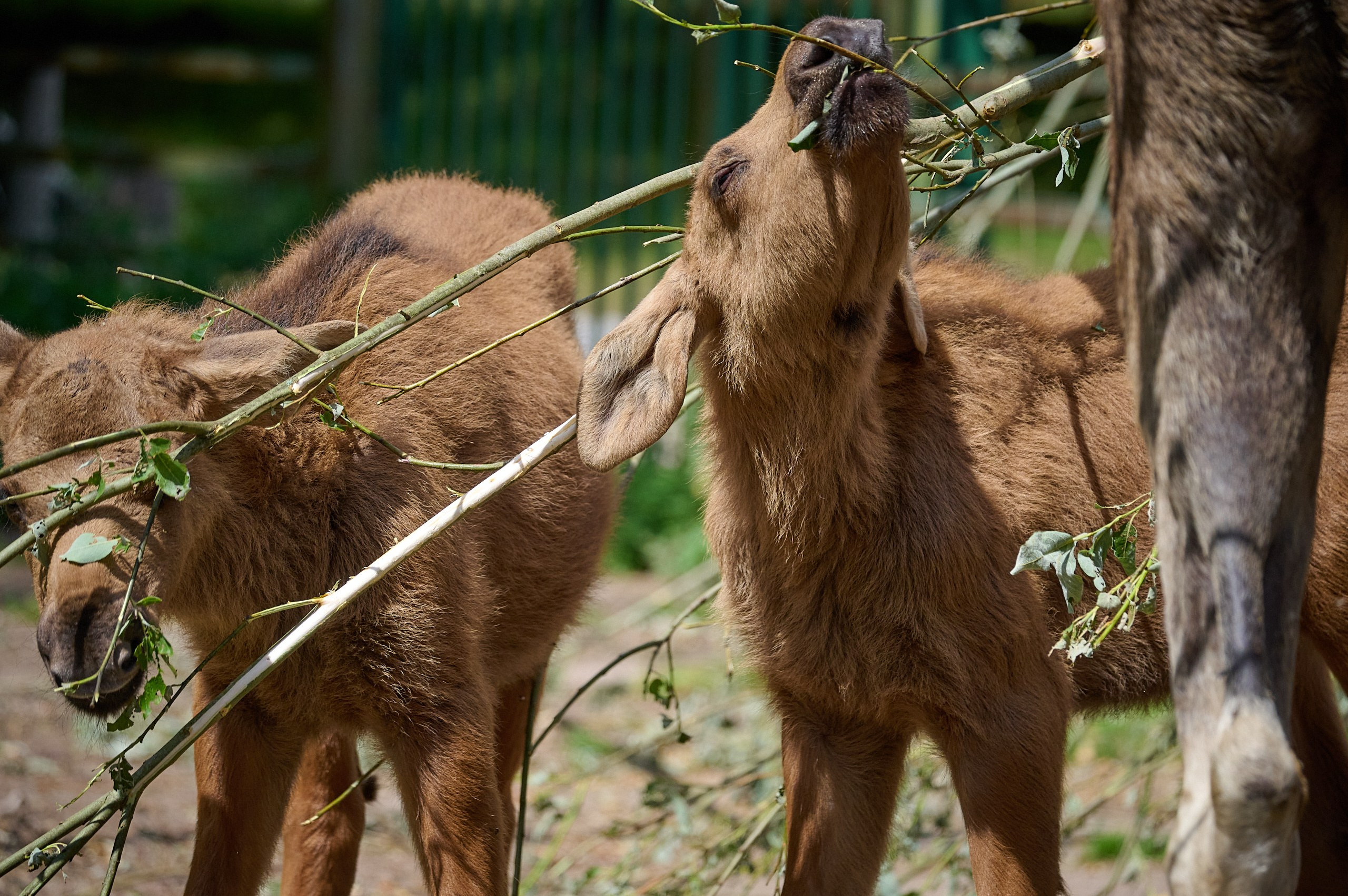 Visit Skånes Djurpark. Yuri Popkov | Photographer