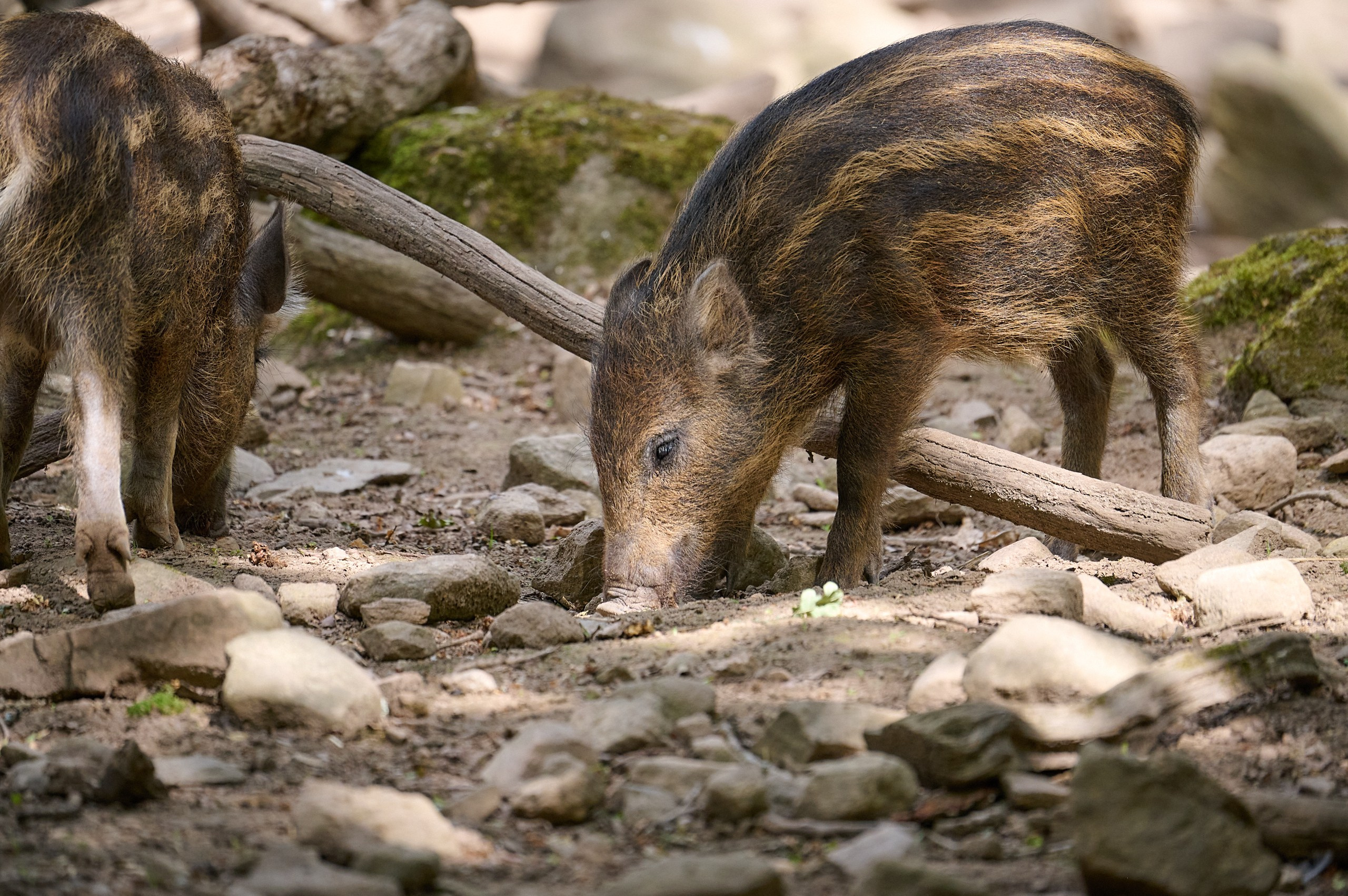 Visit Skånes Djurpark. Yuri Popkov | Photographer