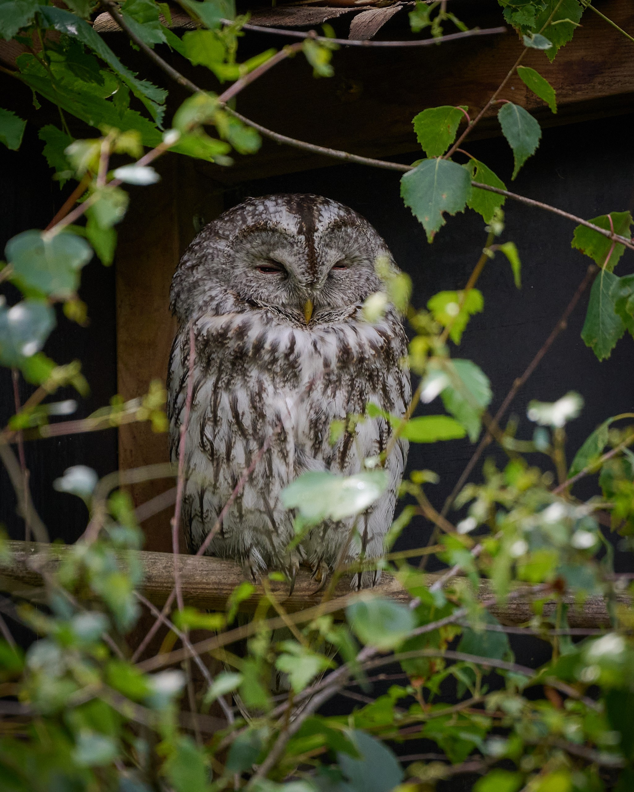 Visit Skånes Djurpark. Yuri Popkov | Photographer