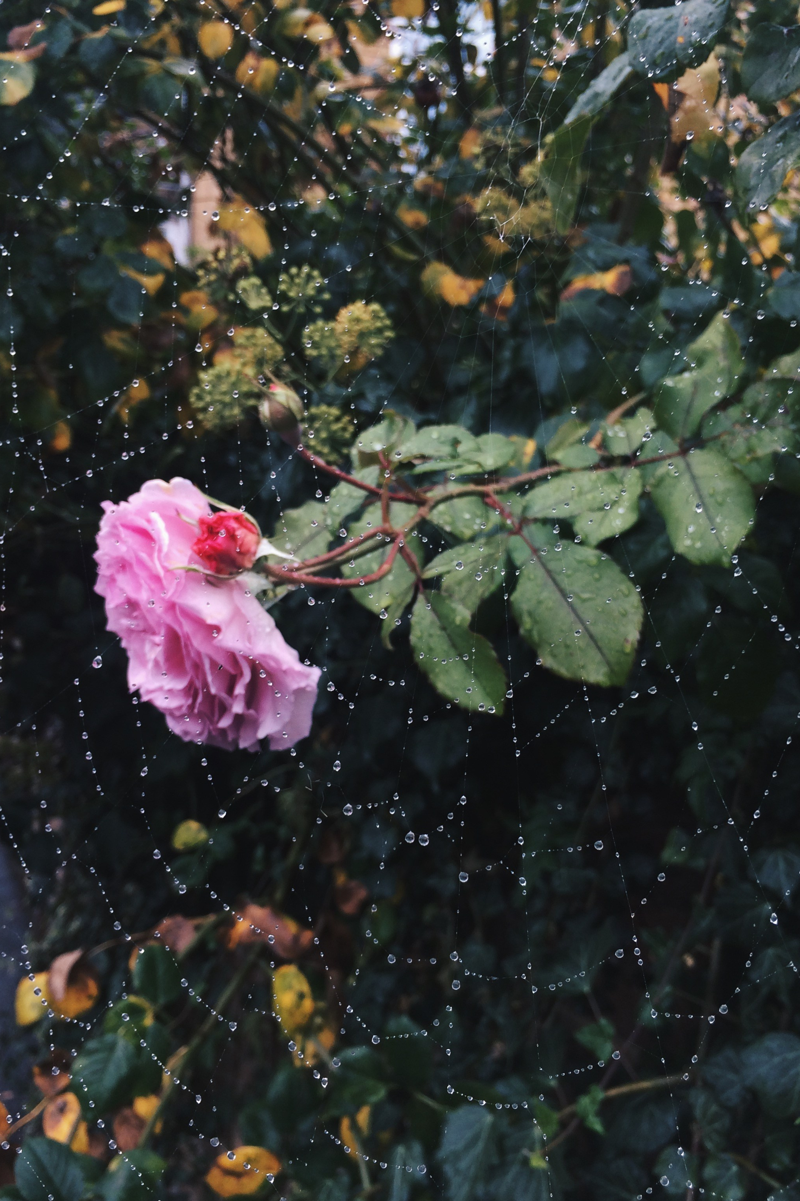 Lena Geary Photography