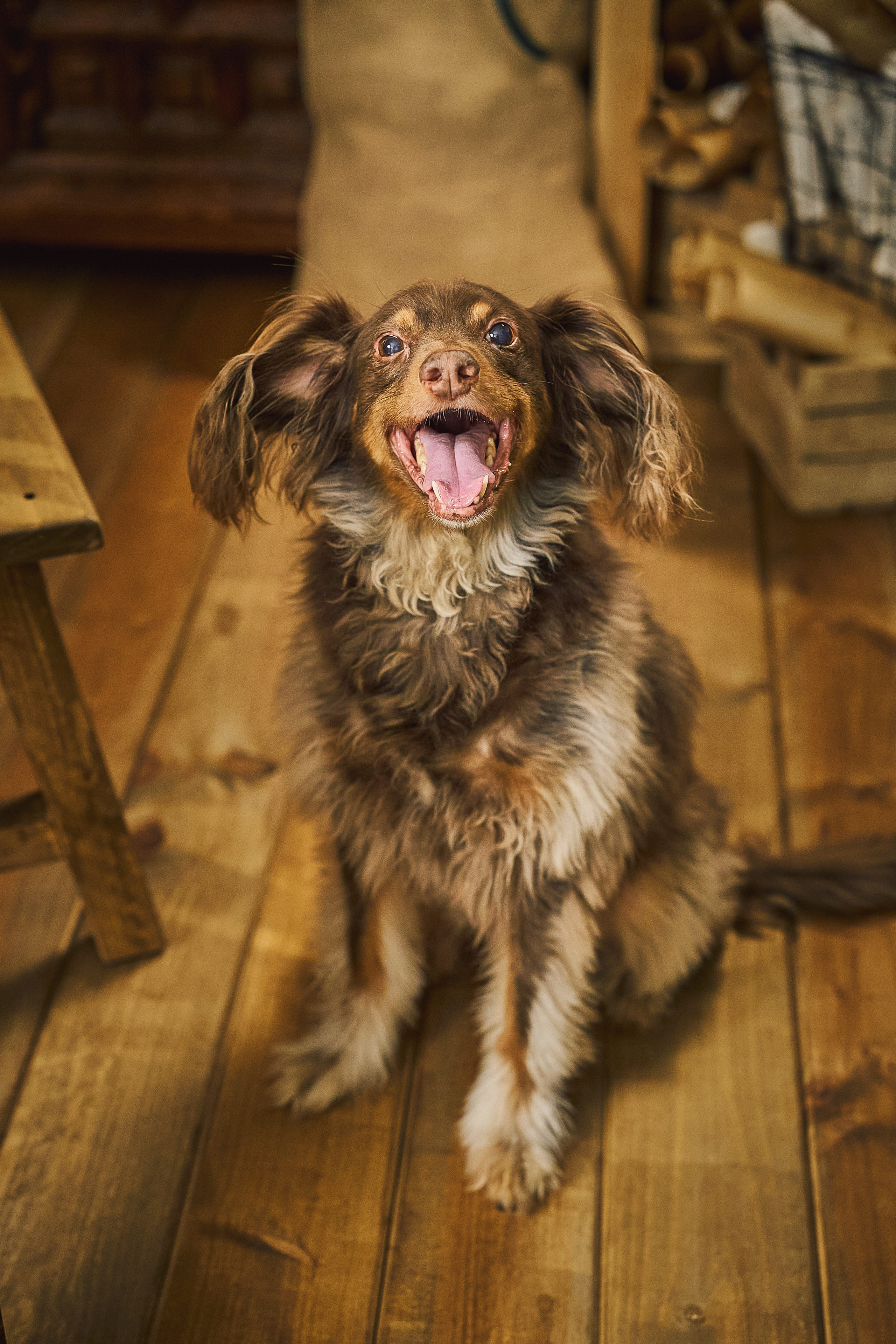 Mascota en la sesión de fotos de Navidad