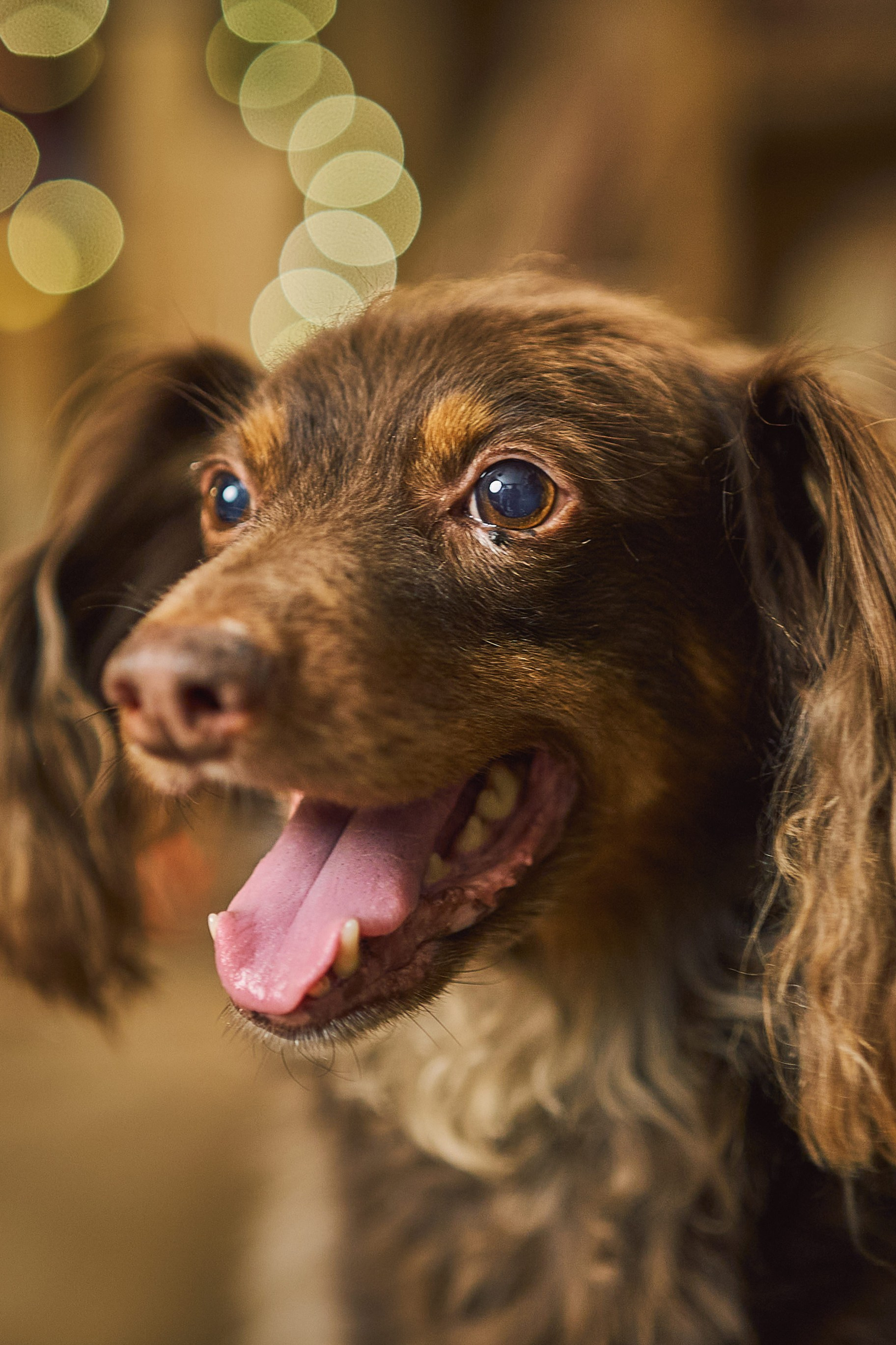 Retrato navideño de un perro