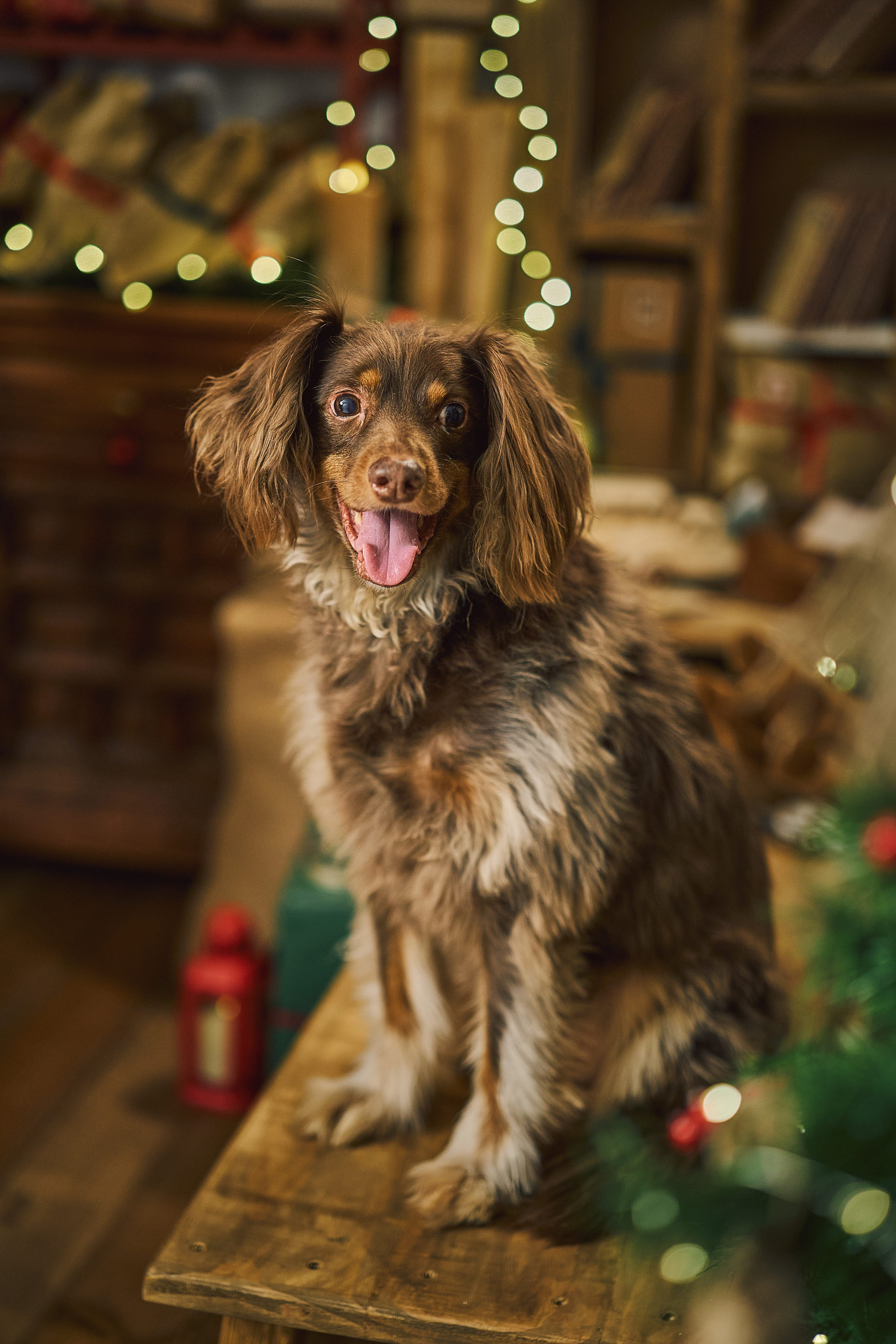 Perro en su sesión de fotos de Navidad