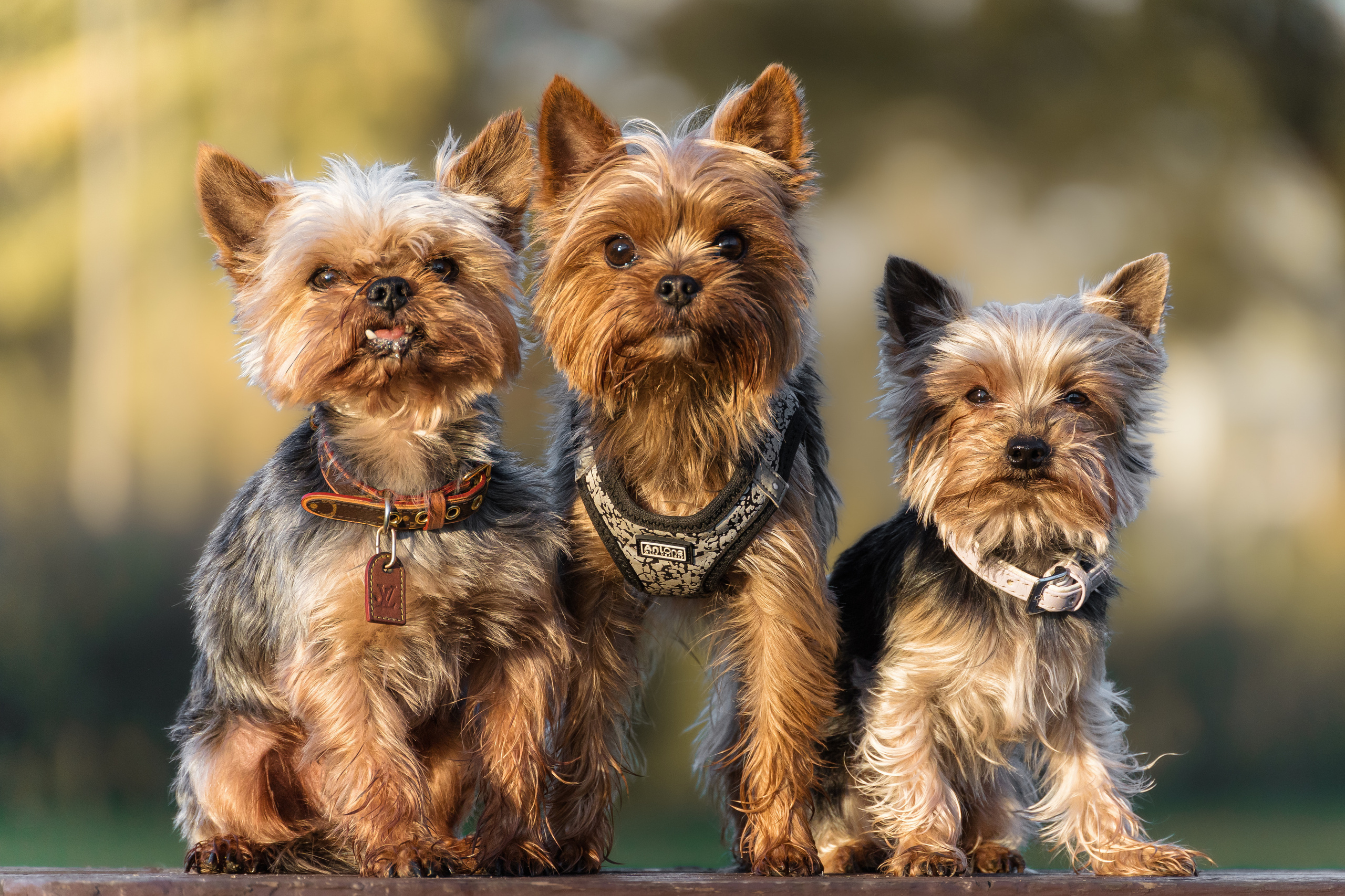 Hundeshooting - Yorkies
