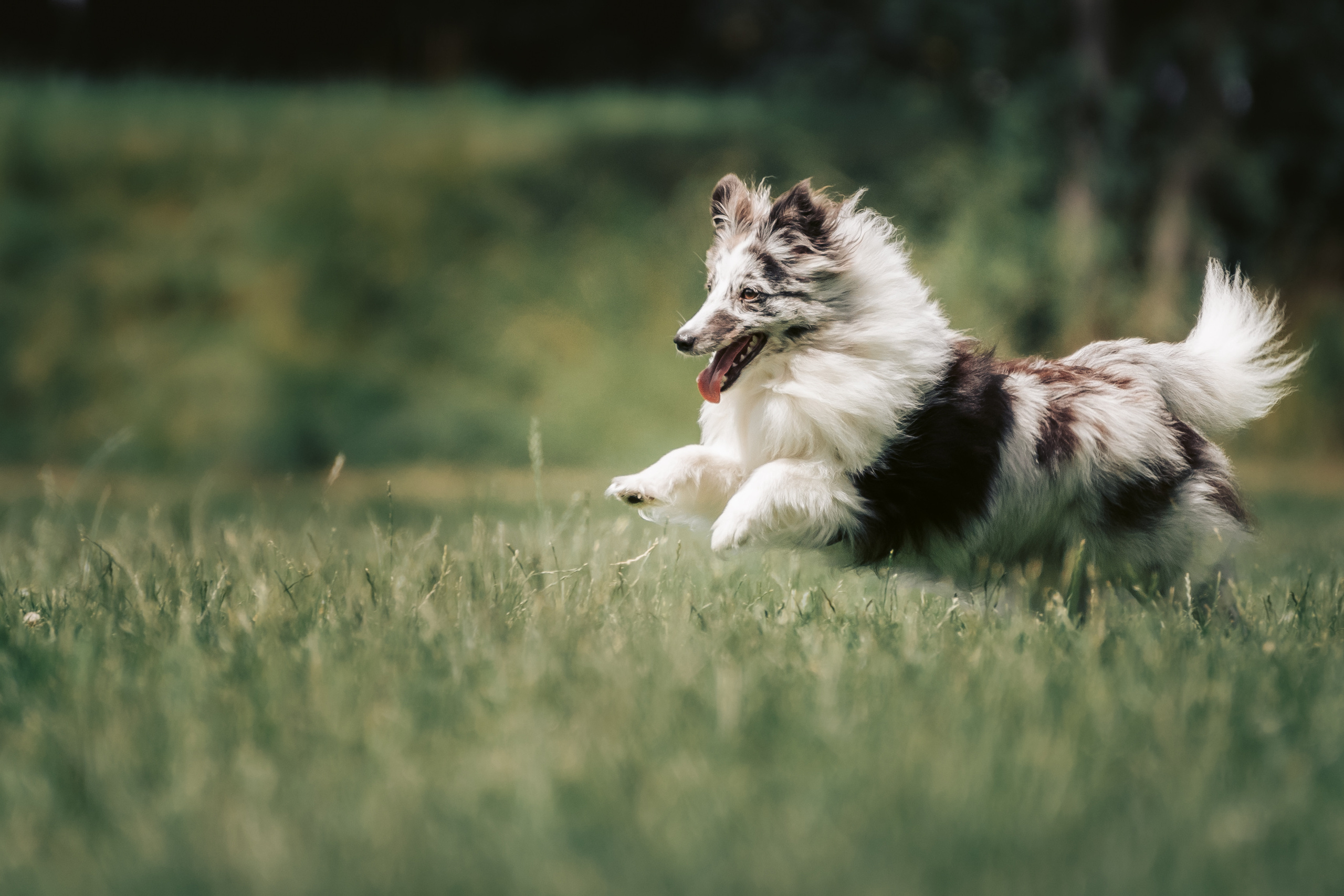 Hundeshooting - Shelties