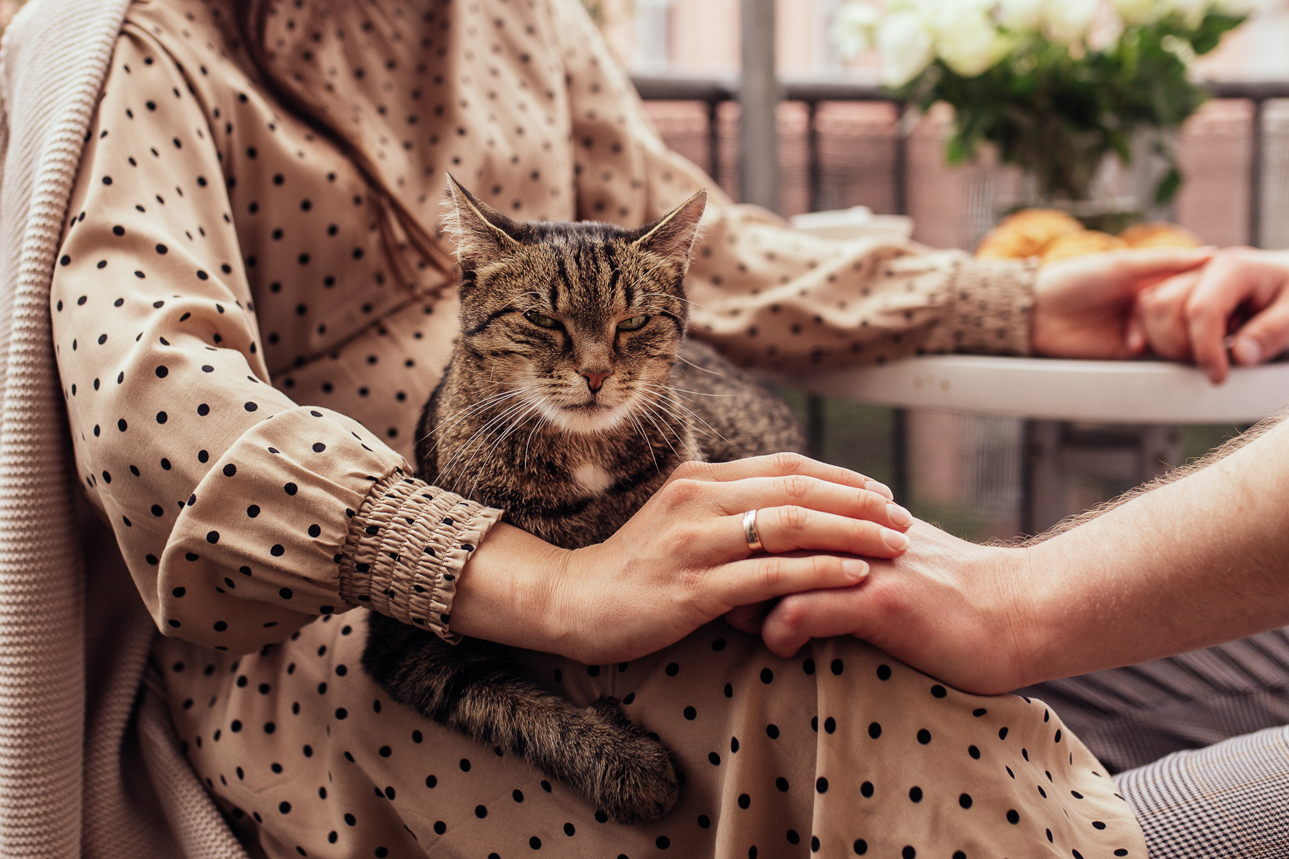 Babybauch und süße Katze