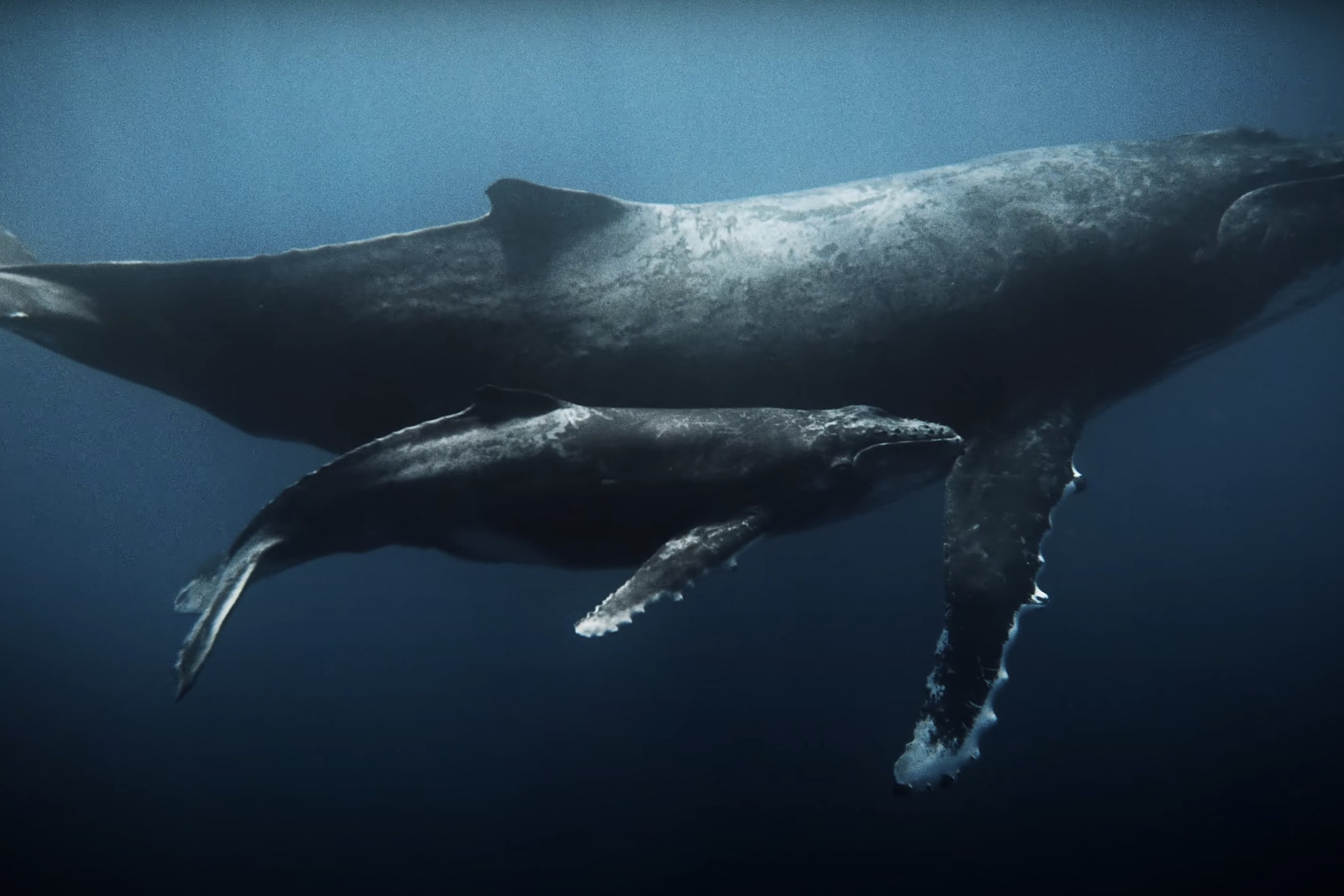 Rozmowy o fotografii i wideografii - blog Andrieja Szypiłowa. Andriej Szypilow - Fotografia & Wideografia