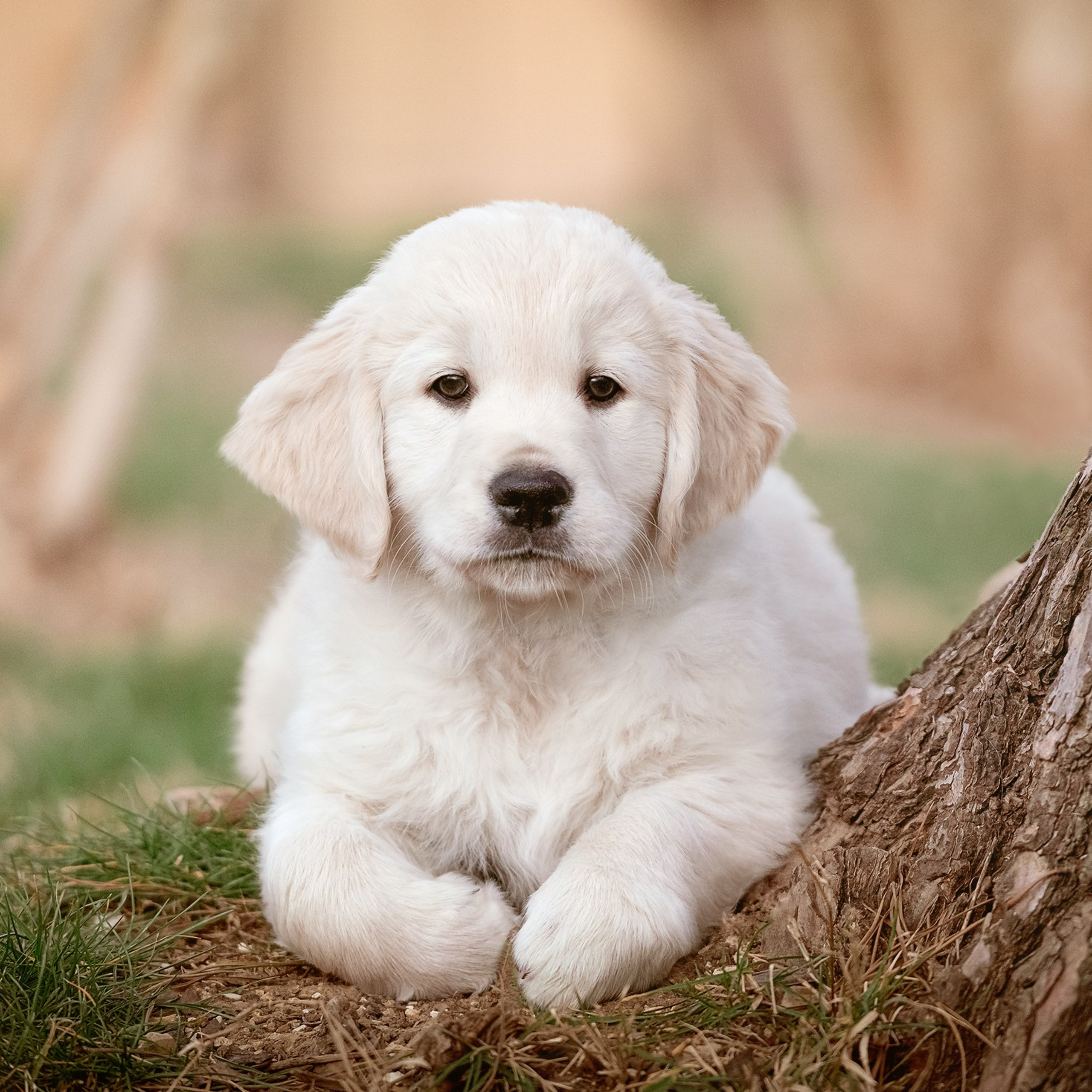 TESTIMONIANZE. Fotografa a Riccione, ritratti di bambini e famiglia, animali domestici