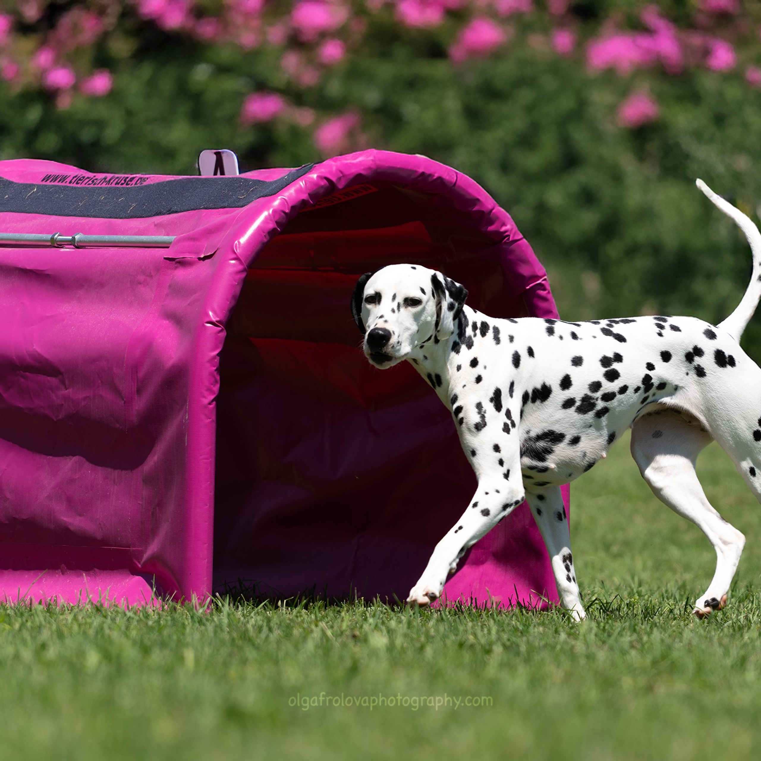 TESTIMONIANZE. Fotografa a Riccione, ritratti di bambini e famiglia, animali domestici