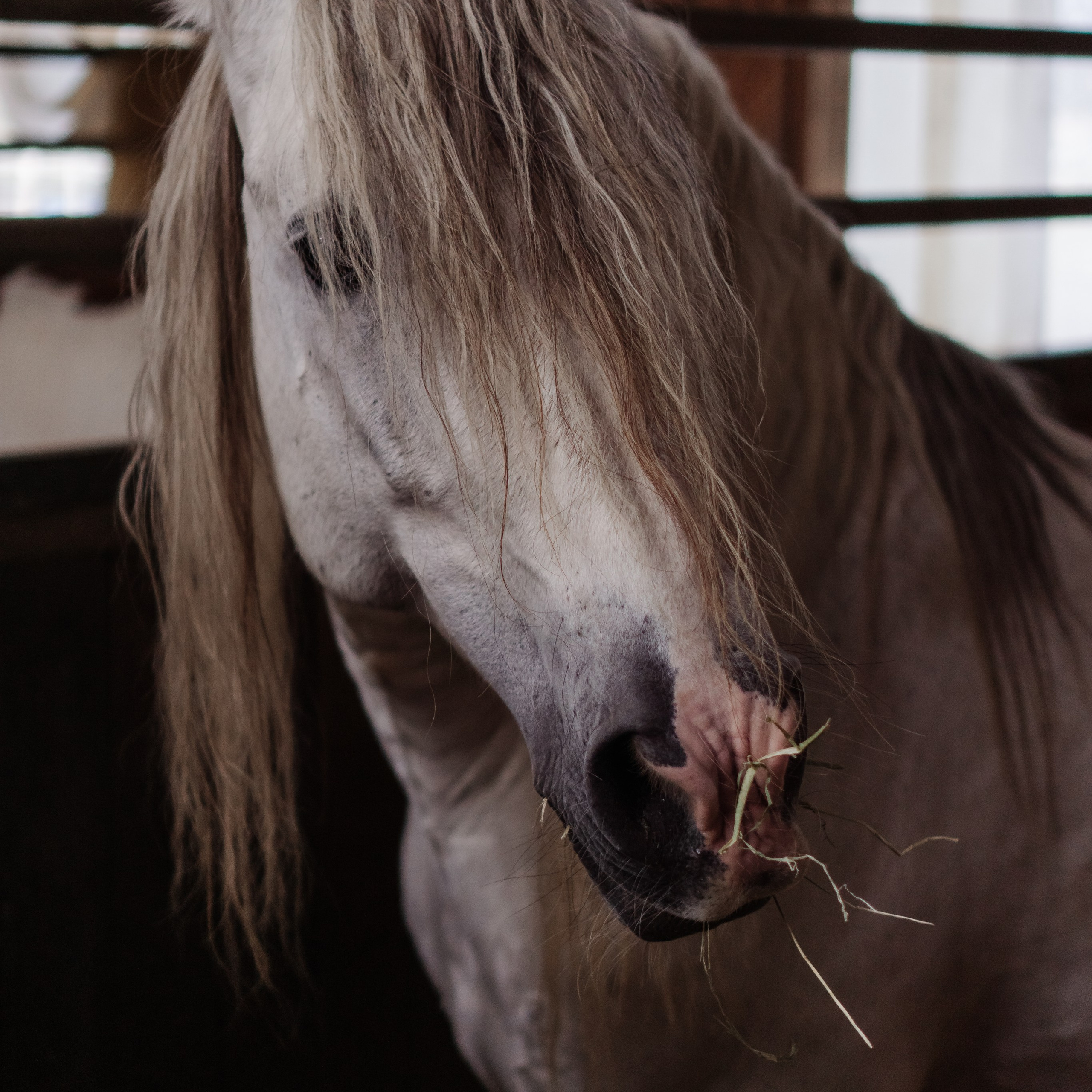 Hobby Horsing am Kaiserstuhl