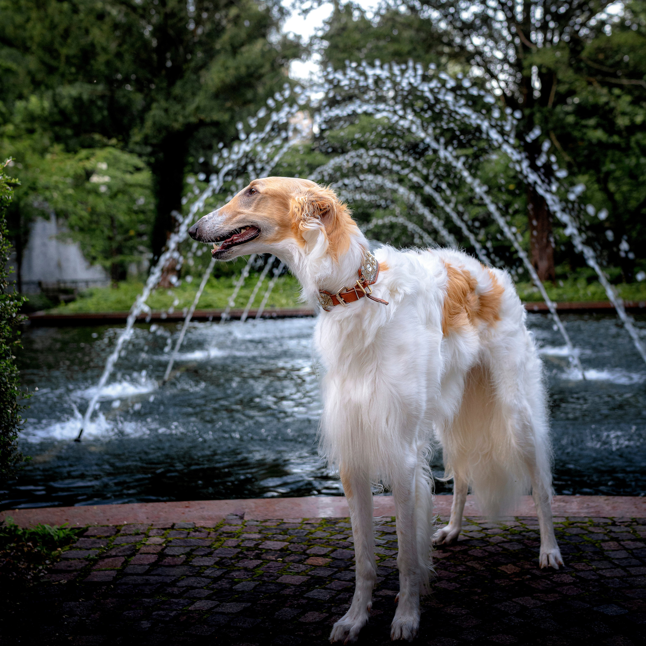 САБАКИ В ДВИЖЕНИИ