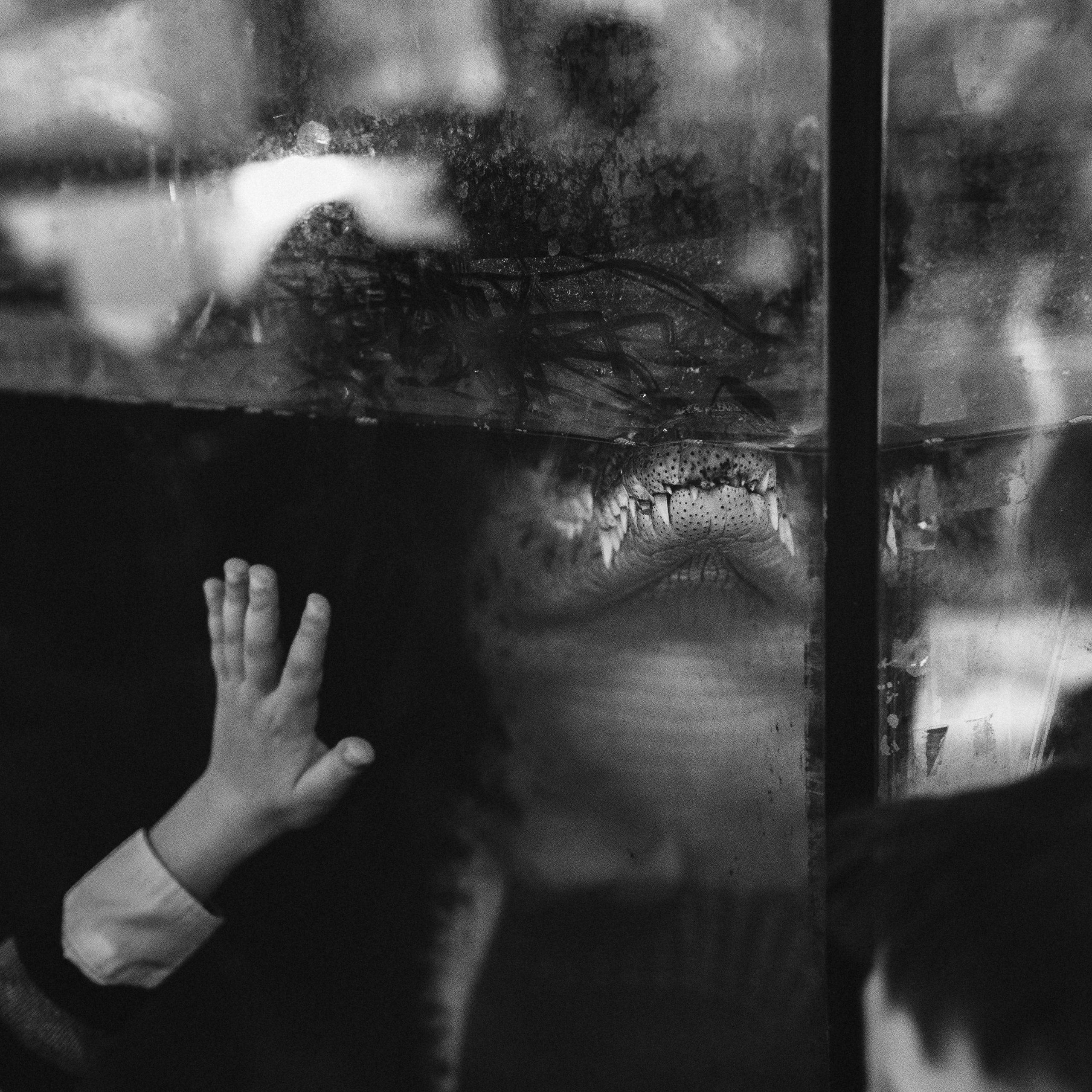 Слезы дельфина