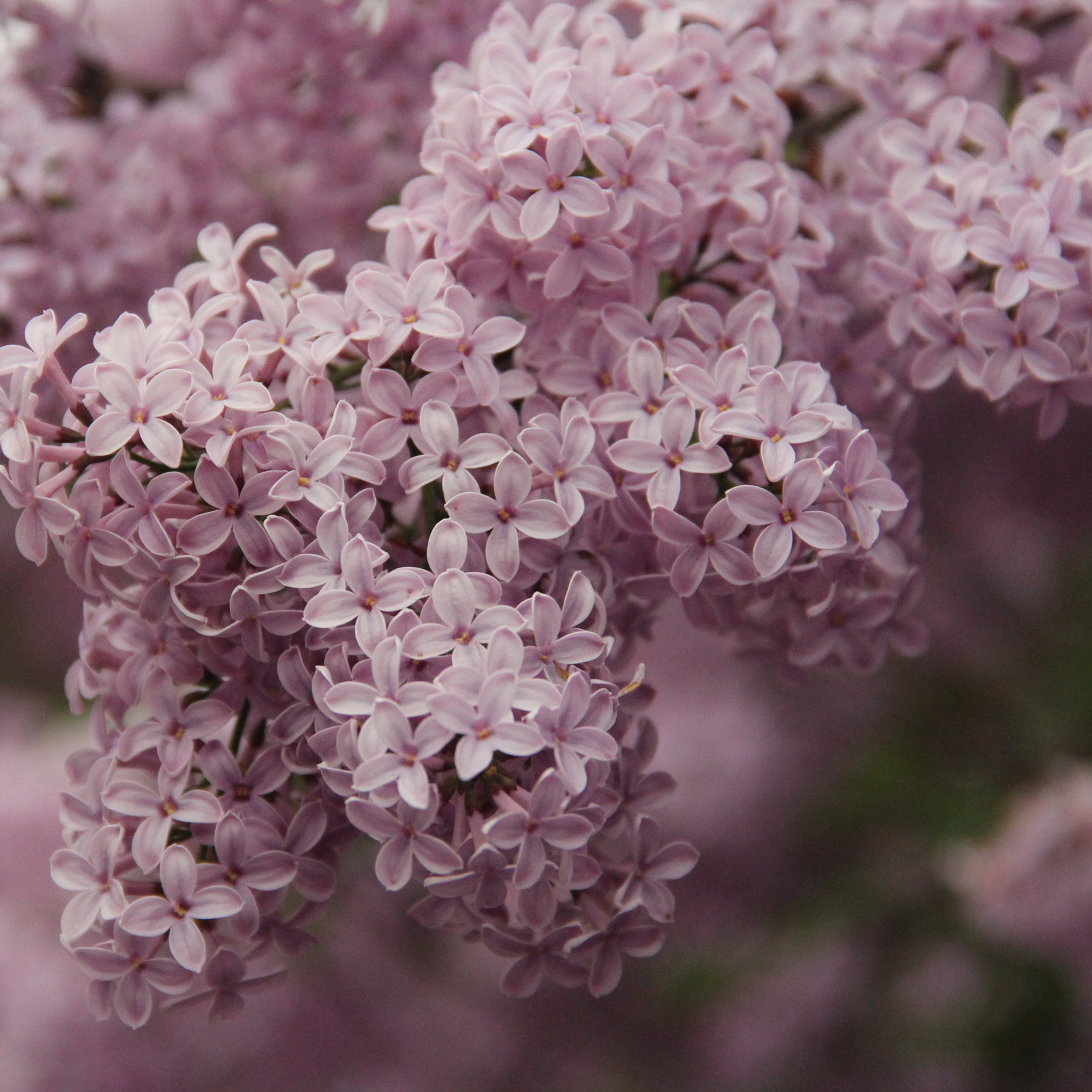 Отзывы. Фотограф в Германии — Мария Чистякова