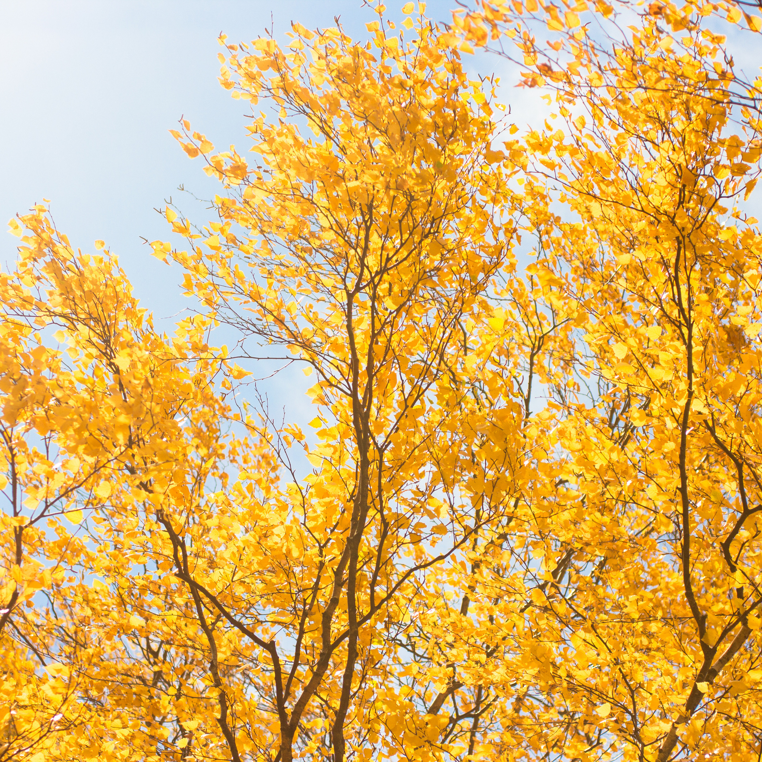 Дом-мастерская скульптора Вучетича в Москве. Maria Chistyakovа — Fotografin in Karlsruhe, Baden-Baden und Umgebung
