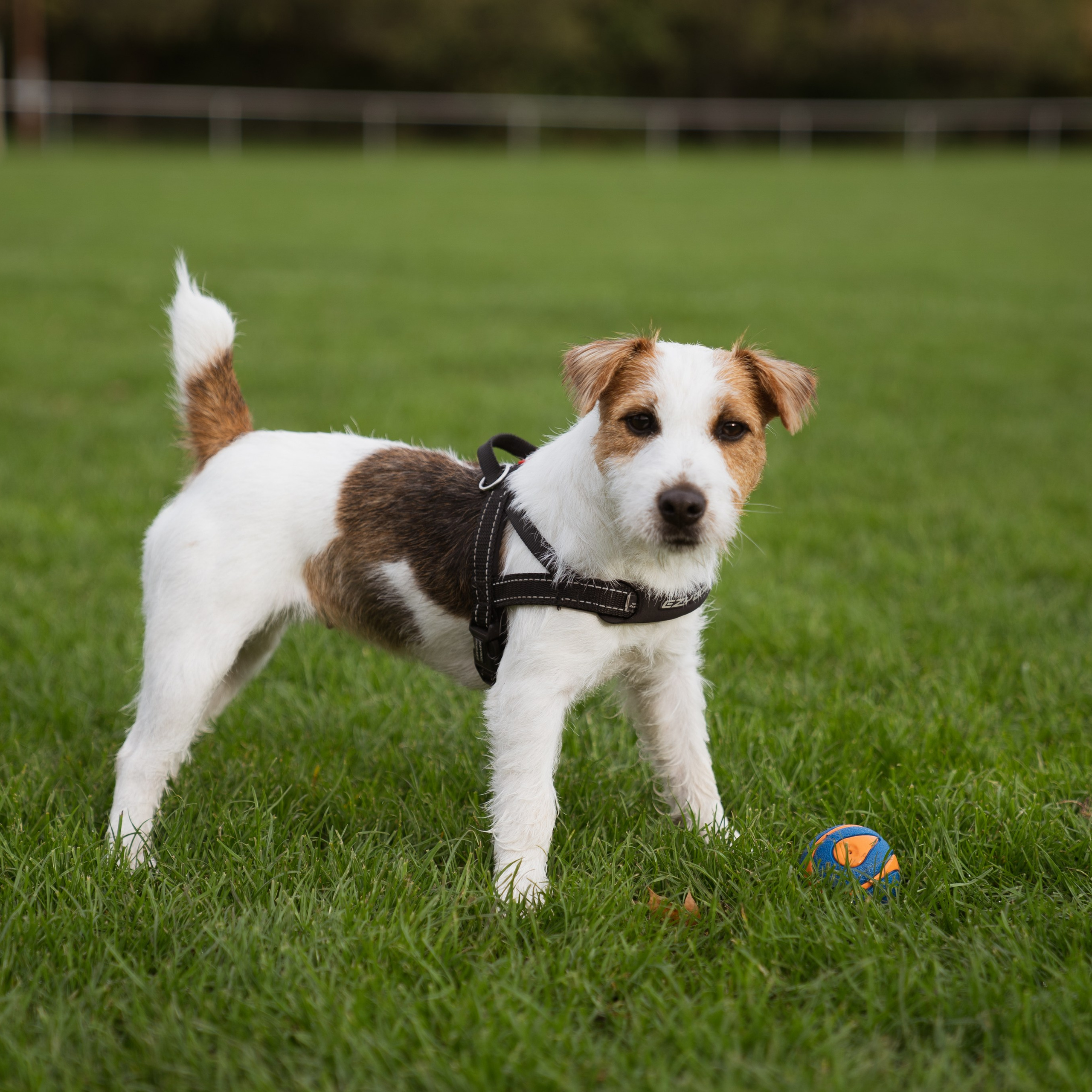 Pets. Photographer & Tour Guide Based in Scotland