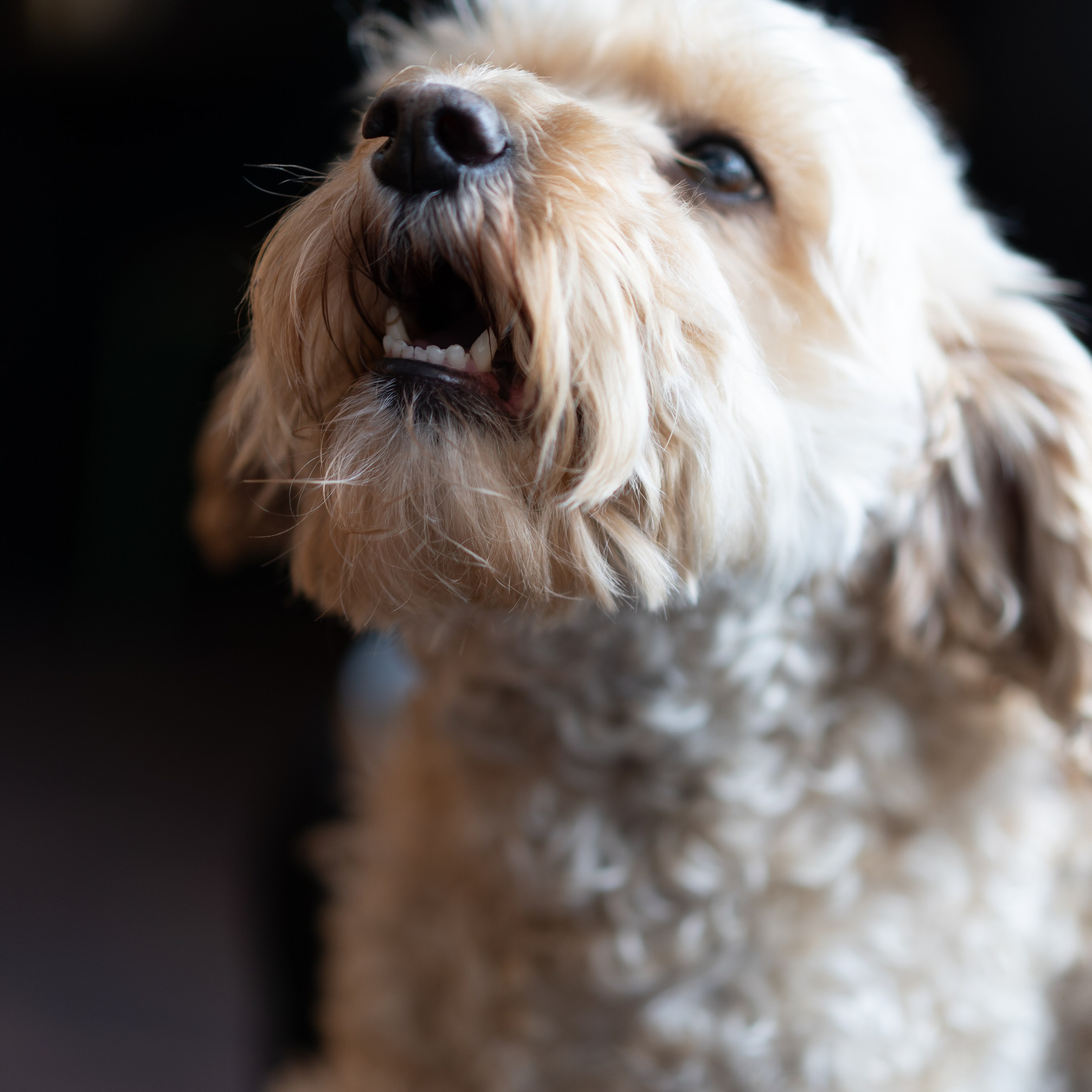 Pets. Photographer & Tour Guide Based in Scotland