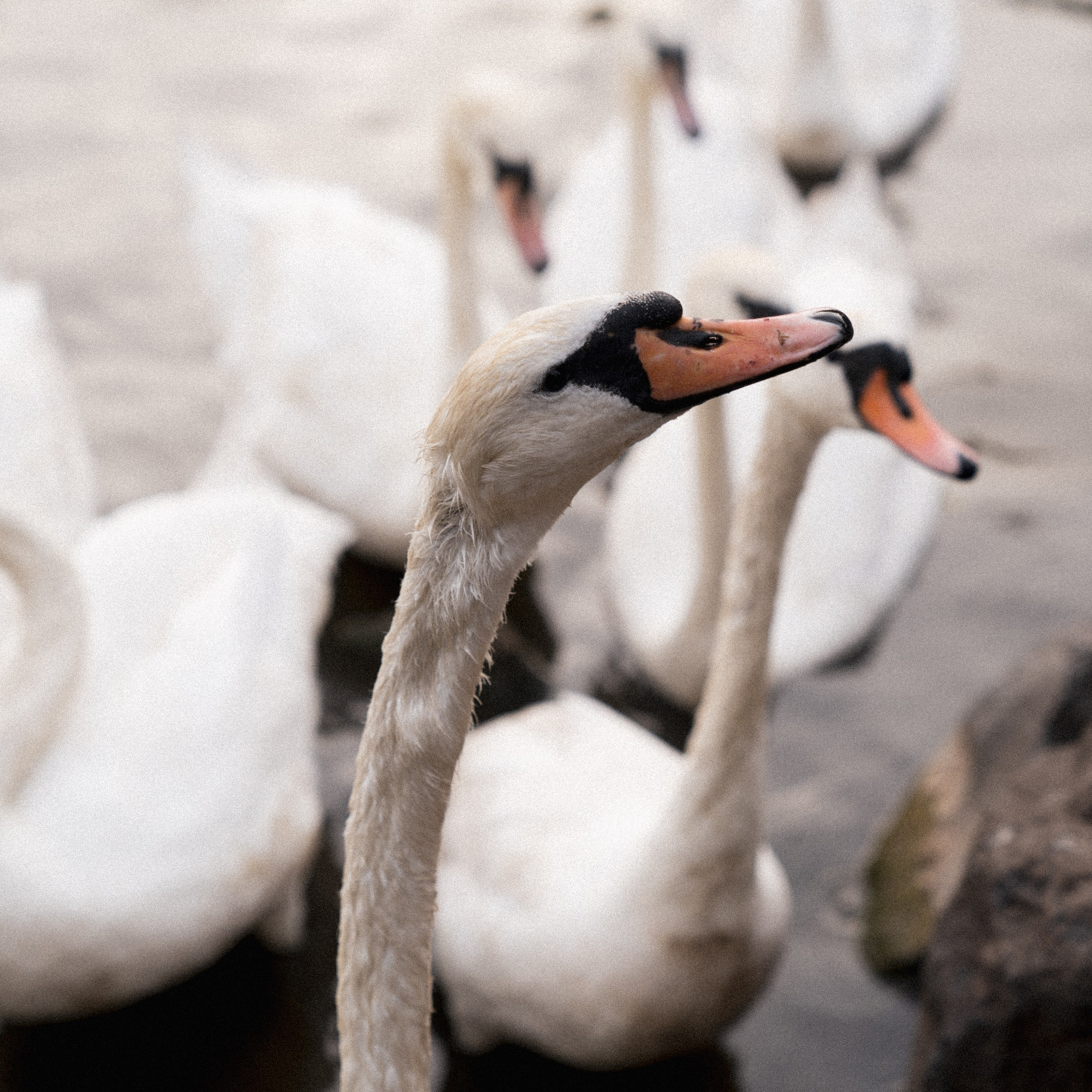 Arthur seat photoshoot. Photographer & Tour Guide Based in Scotland