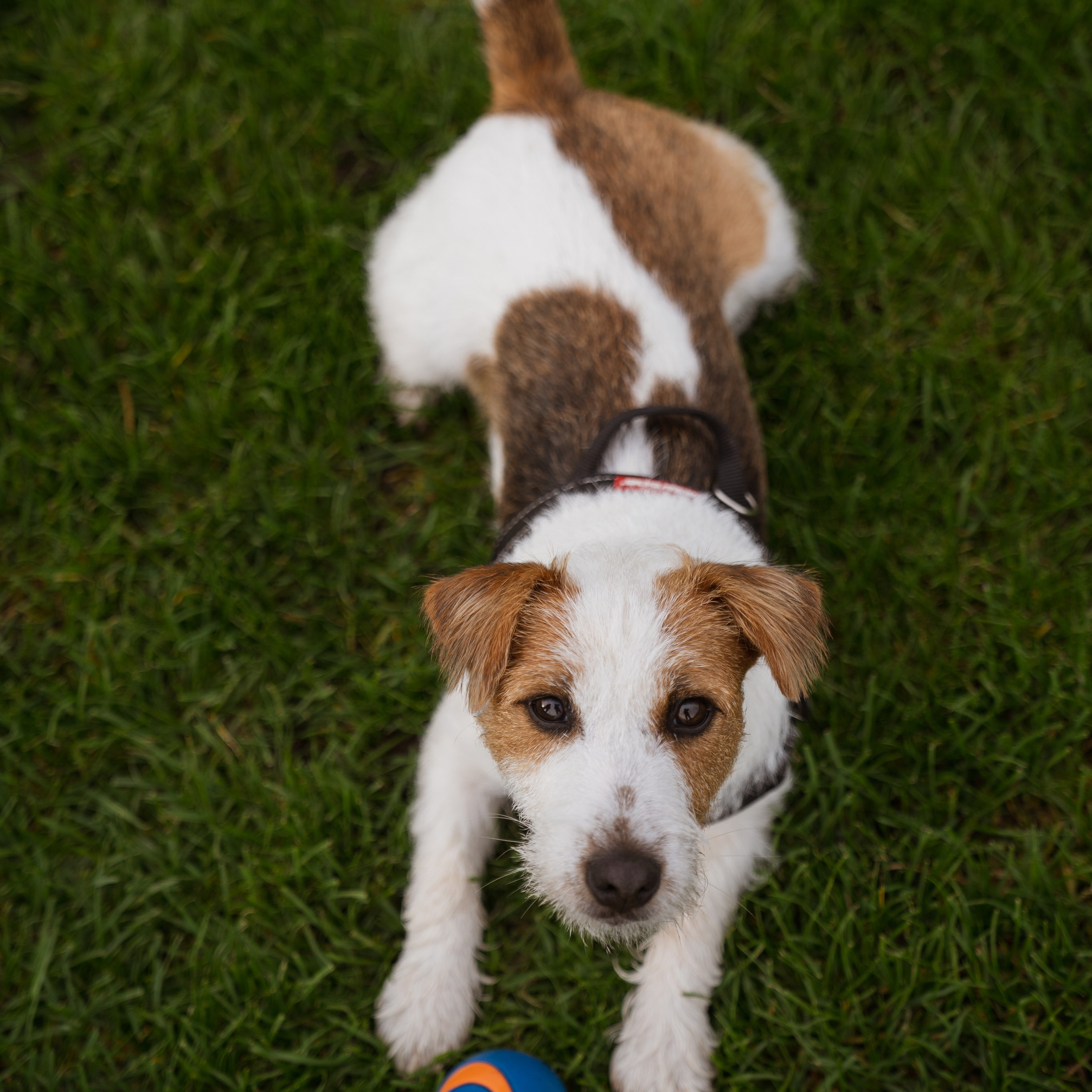 Pets. Photographer & Tour Guide Based in Scotland