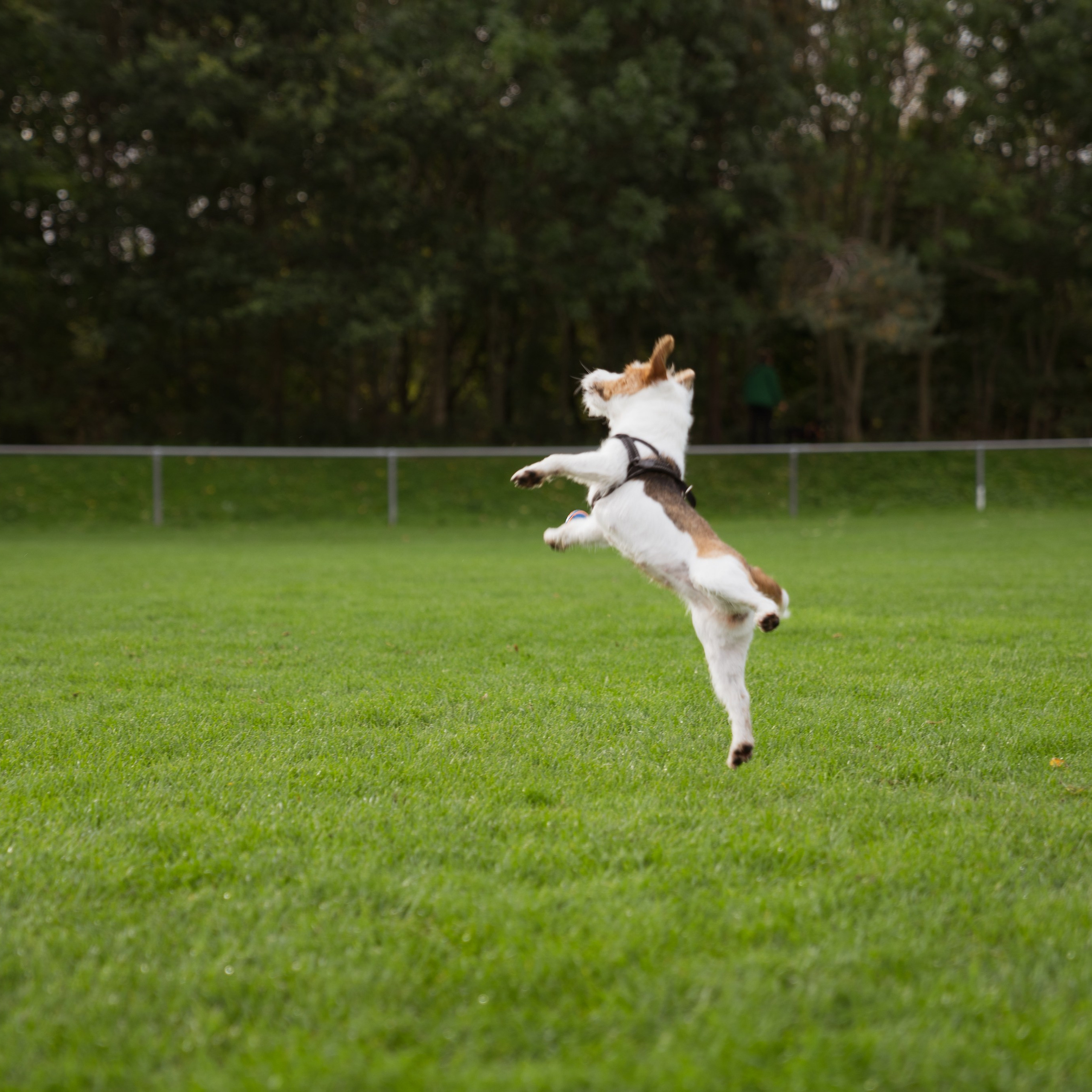 Pets. Photographer & Tour Guide Based in Scotland