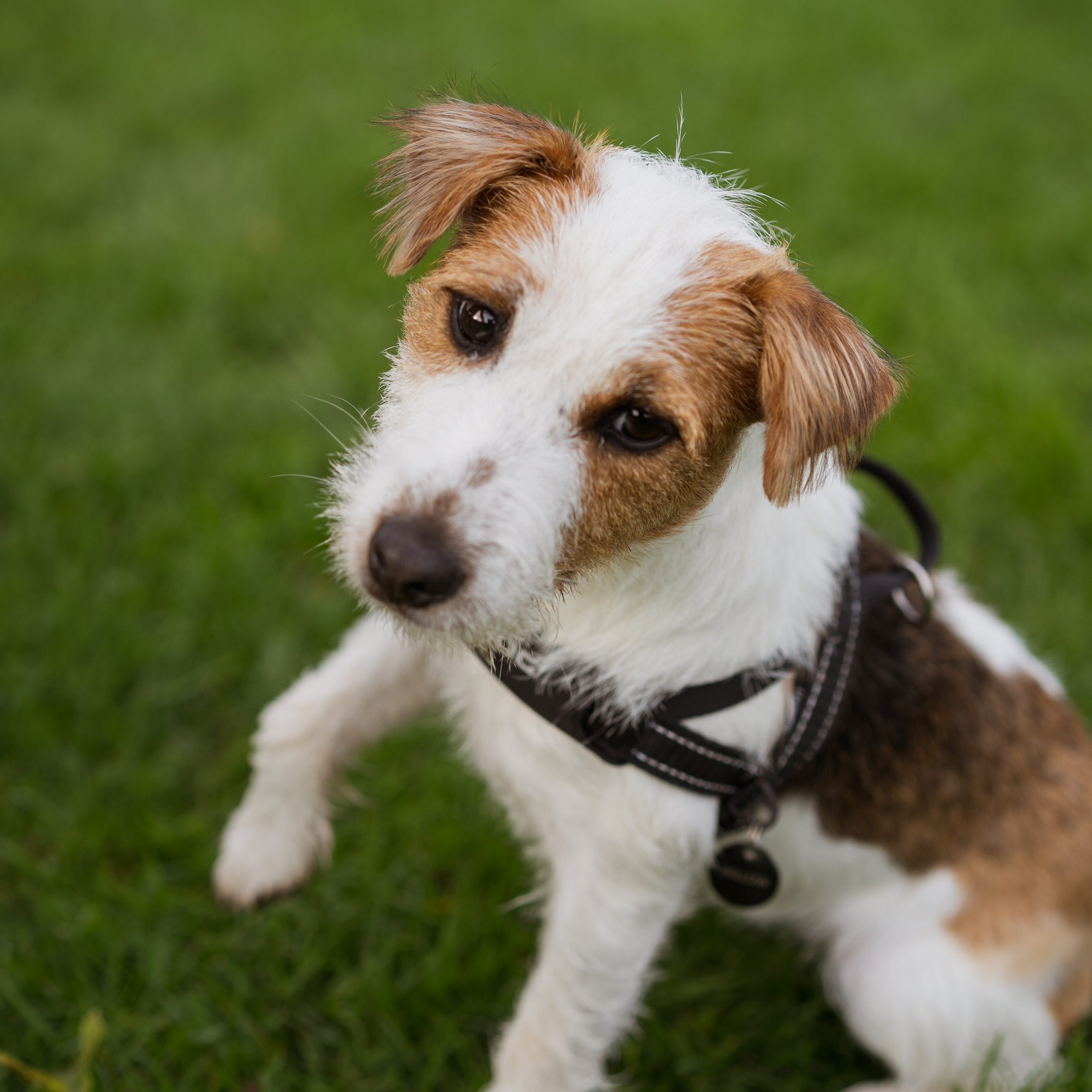 Pets. Photographer & Tour Guide Based in Scotland