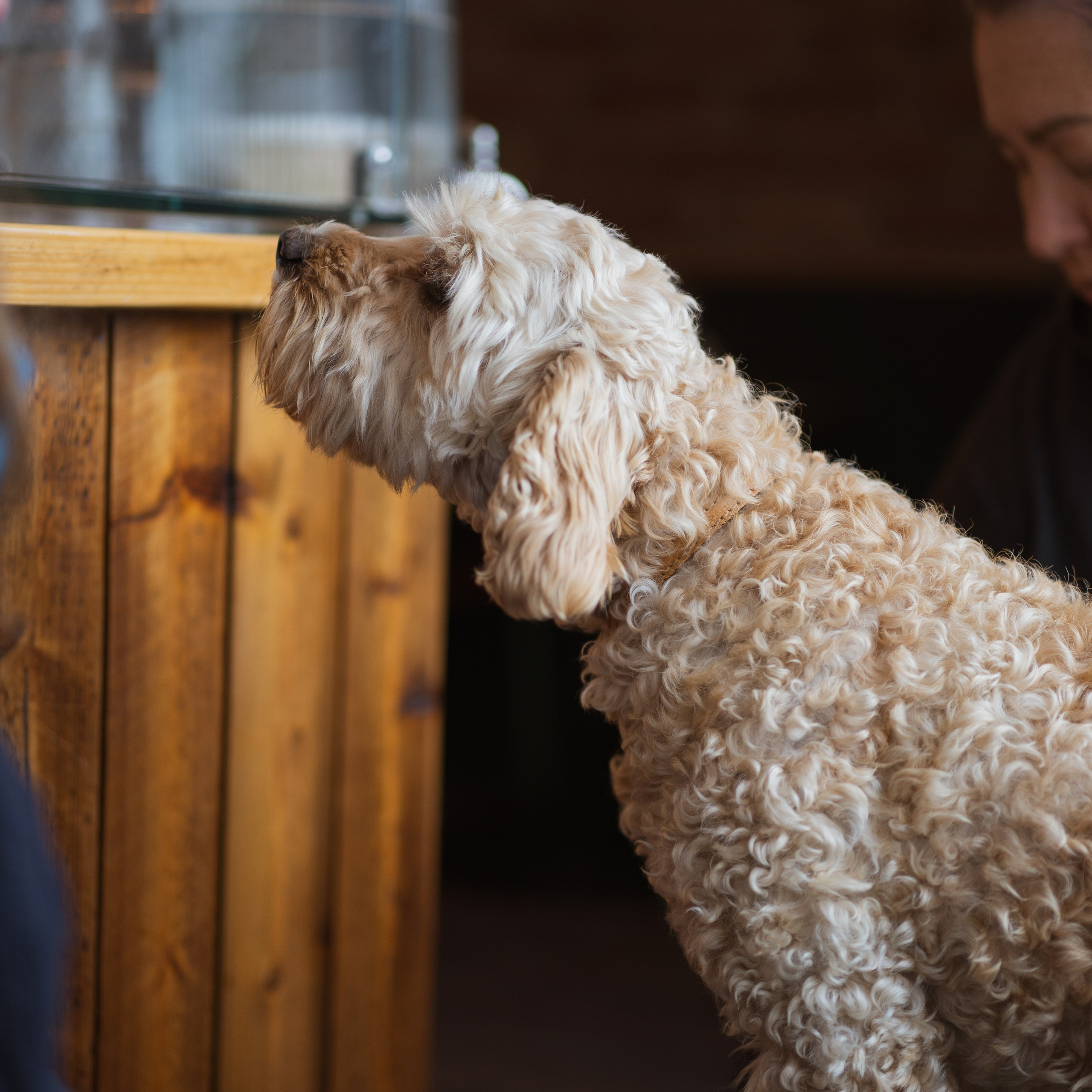 Pets. Photographer & Tour Guide Based in Scotland