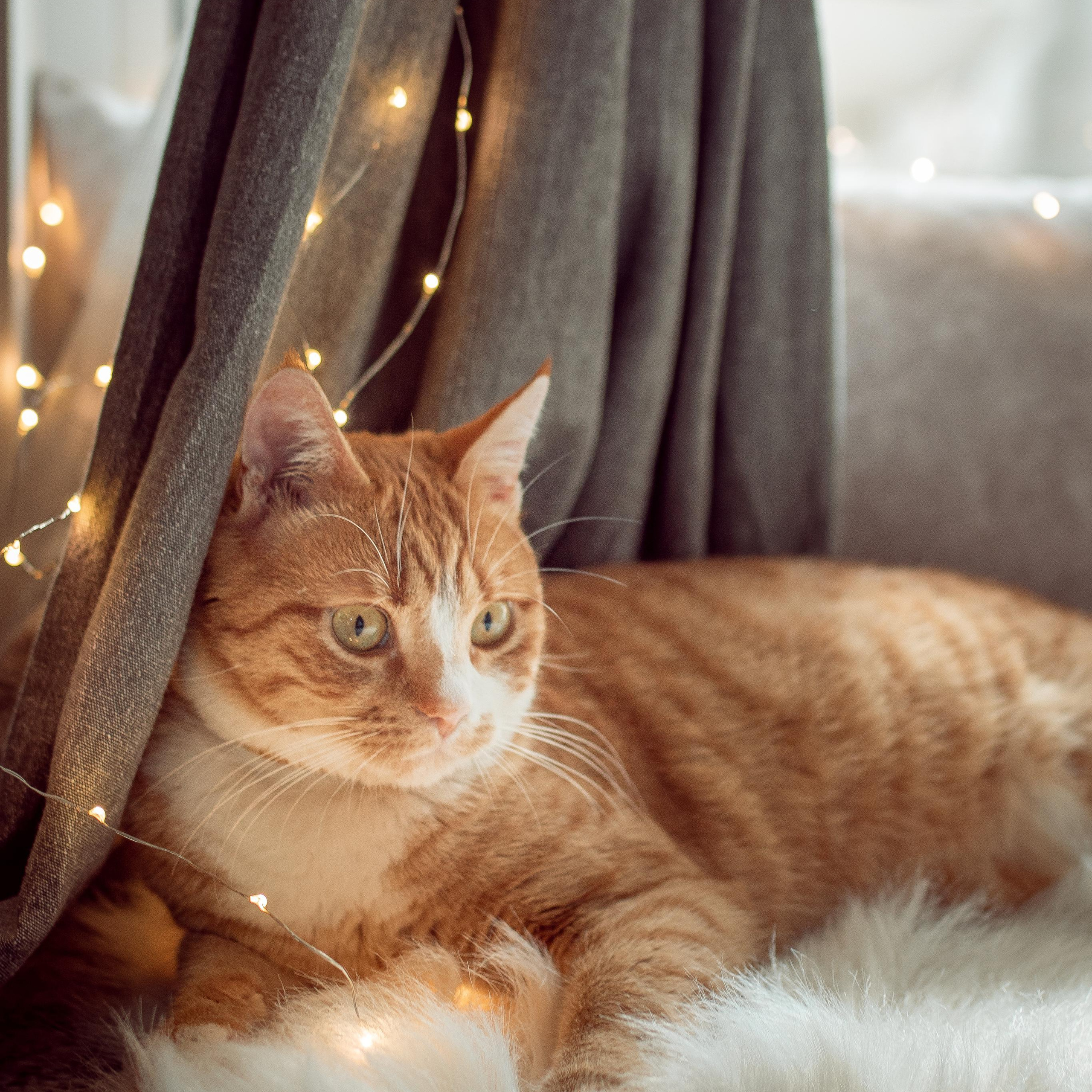 Testimonials. Family Photographer in Greece