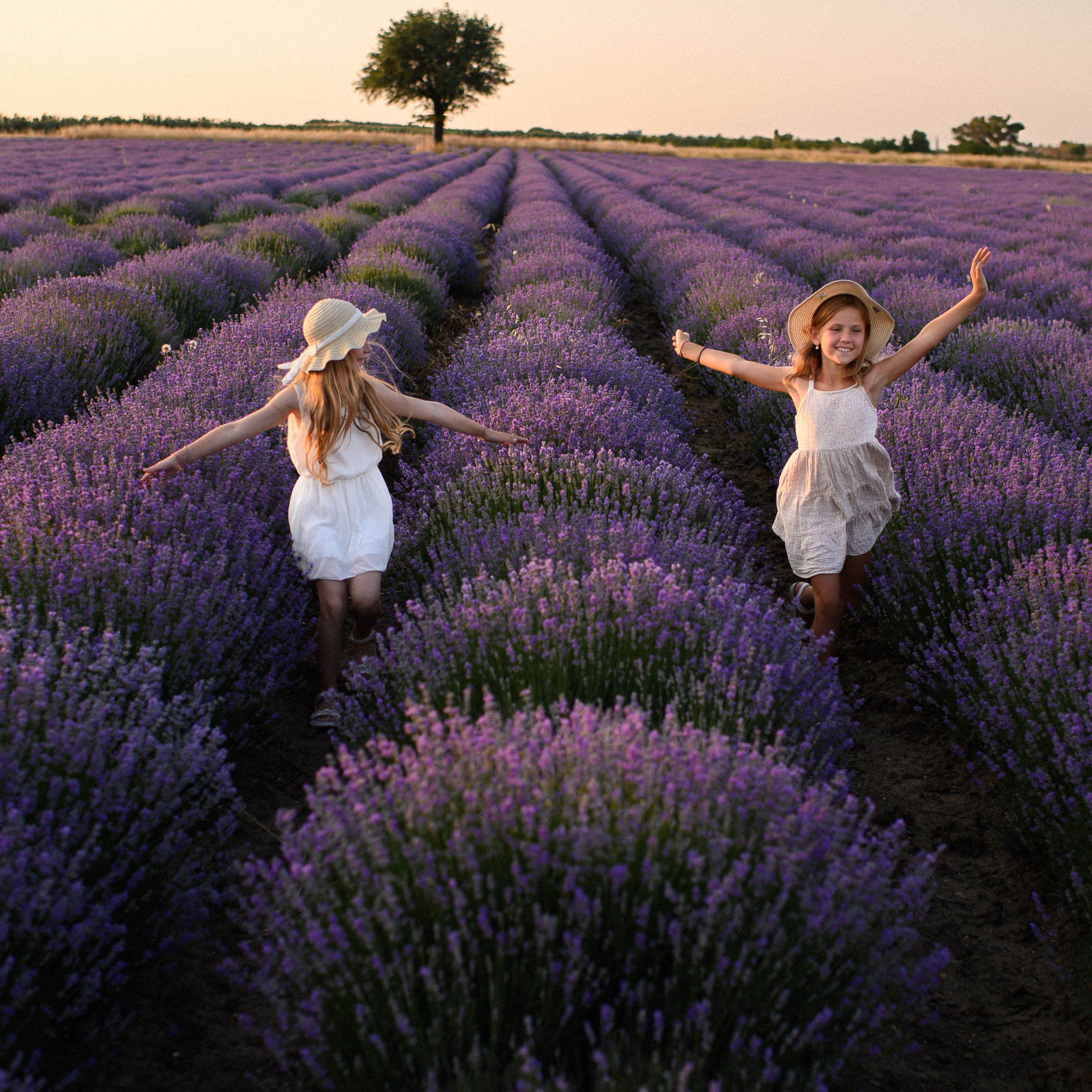 Lavender Field