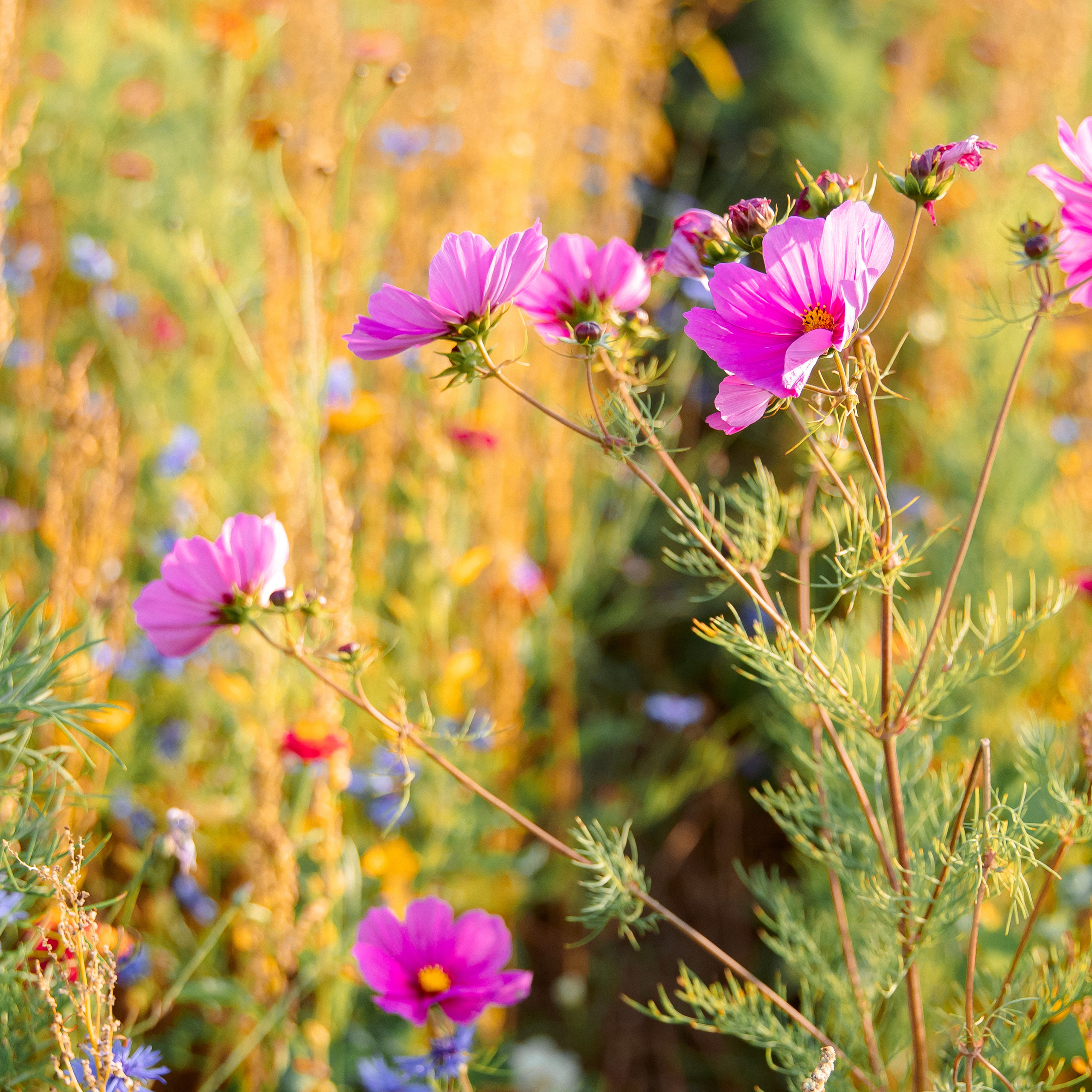 Referenzen. Fotograf NRW aus Wickede Ruhr, Milla Kunst