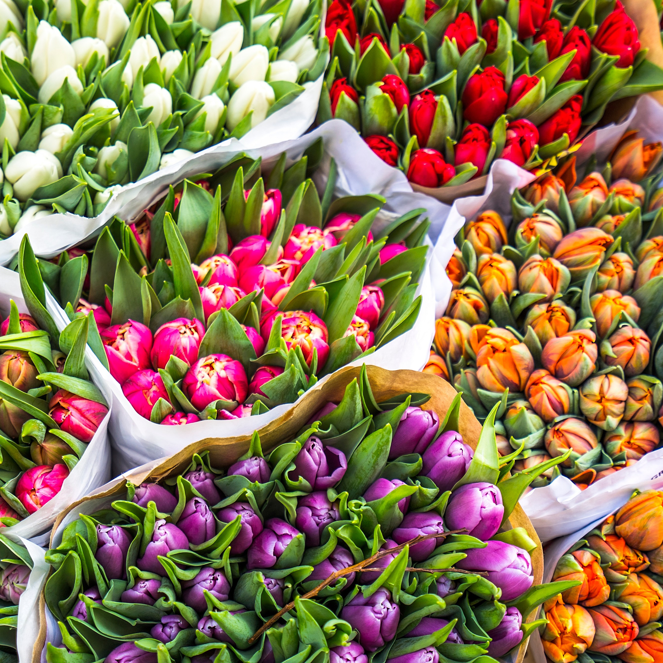 Jul i Akropolis blomster. Akropolis Blomster | Din døgn blomsterbutik i Aarhus