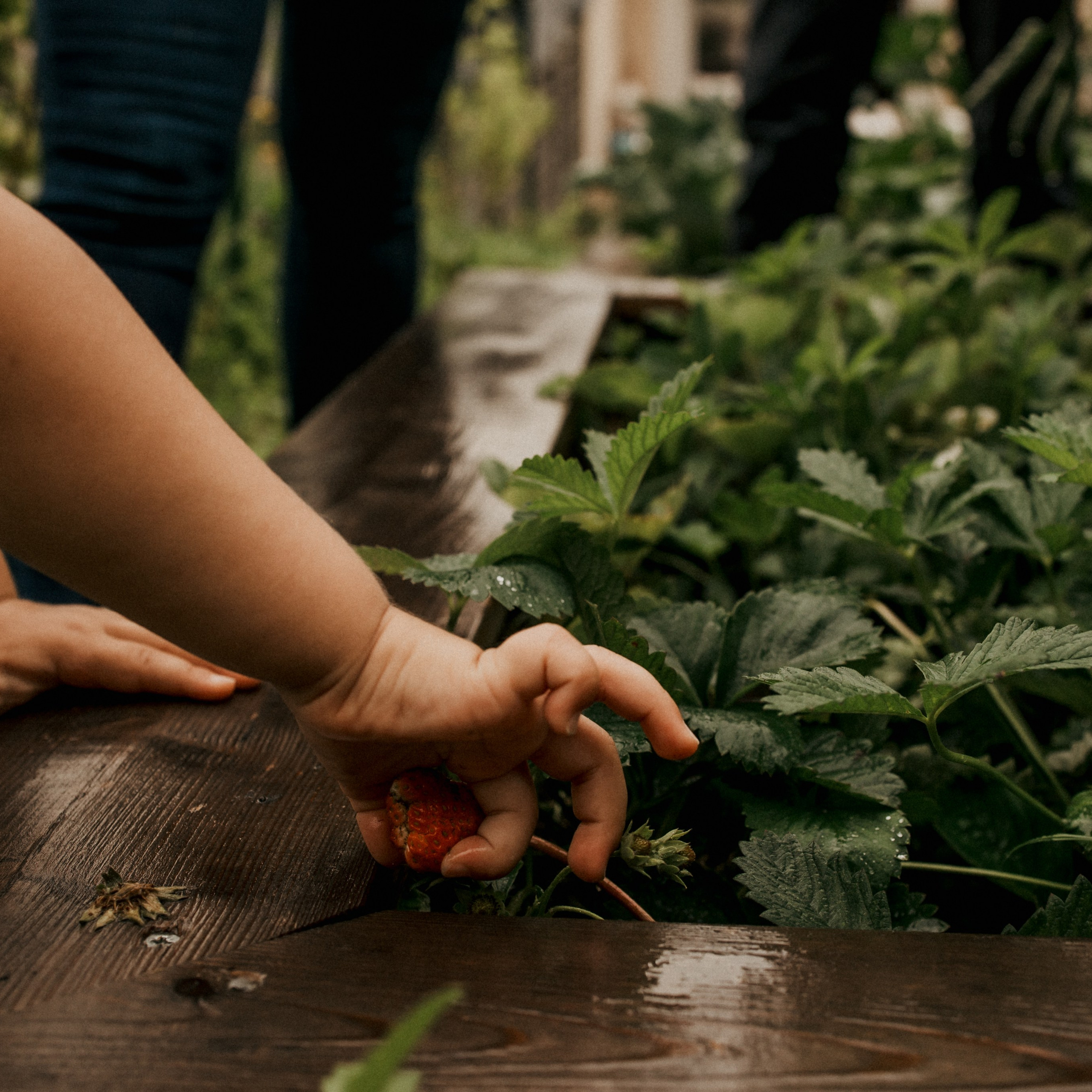 Témoignages. Семейный фотограф во Франции (Мец, Люксембург)