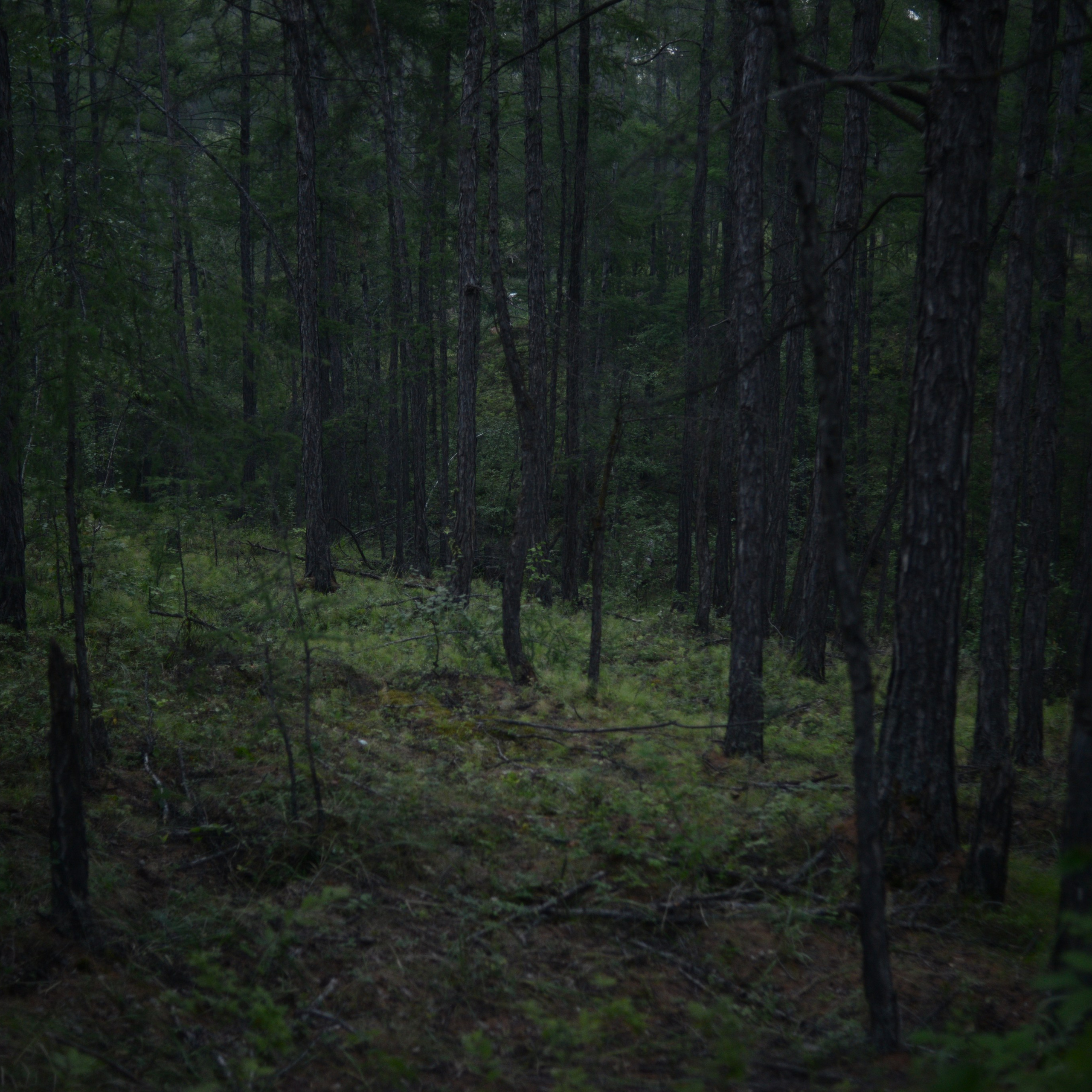 Nature mystique. Ayar Kuo