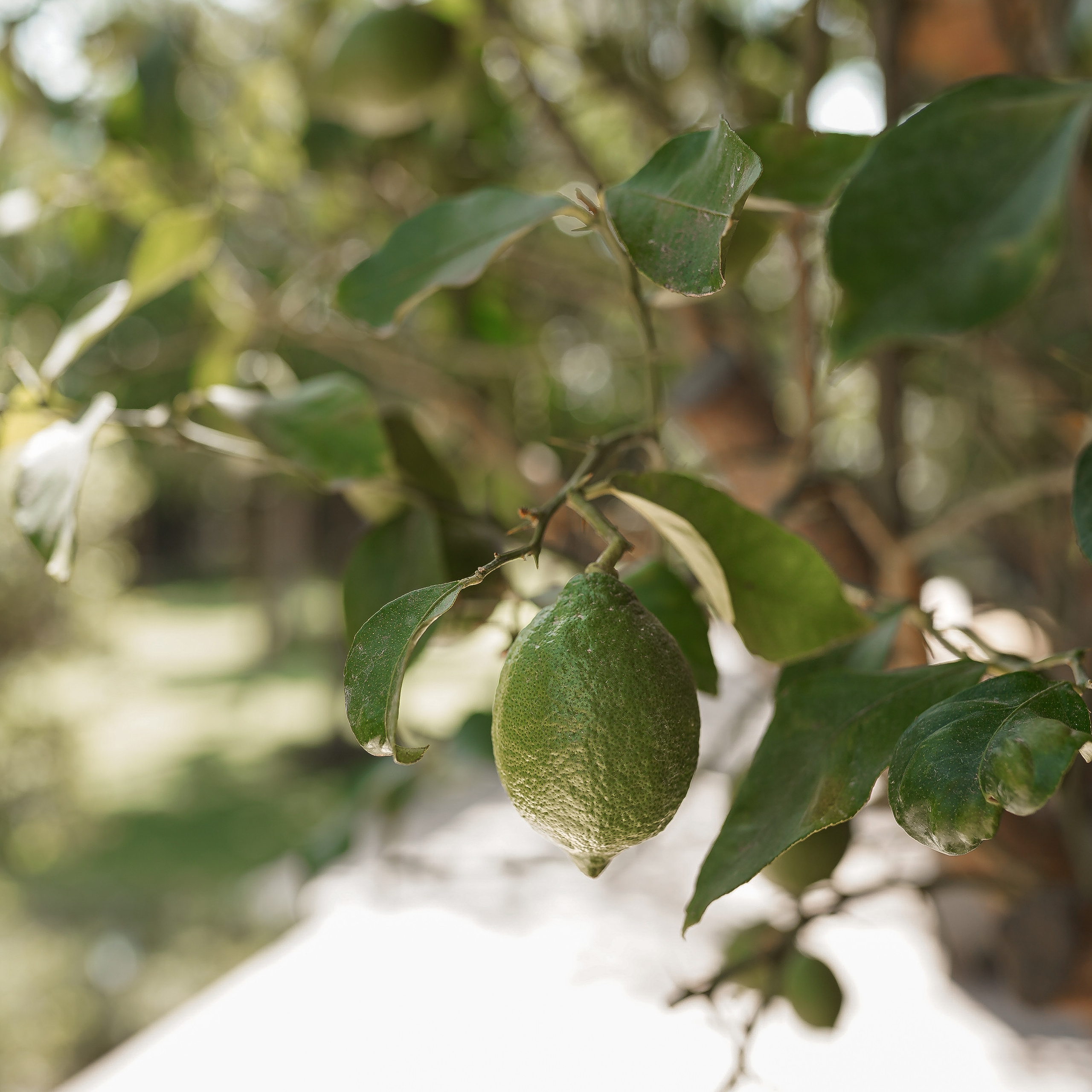 Apertura de WBC S en Alicante. Volver a oranjazz.com