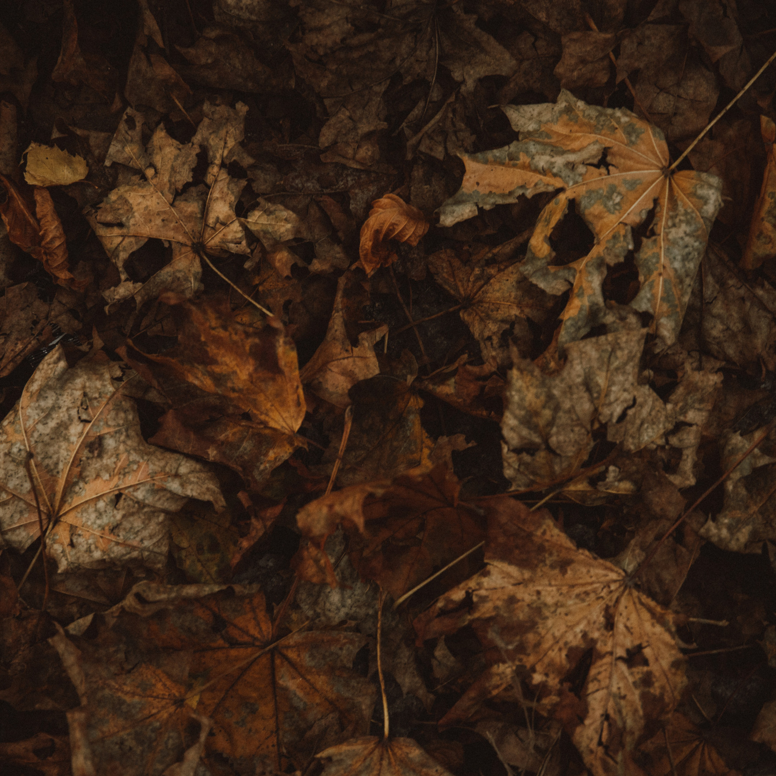 Opinie. Fotograf Mykhalchuk Inna Kraków