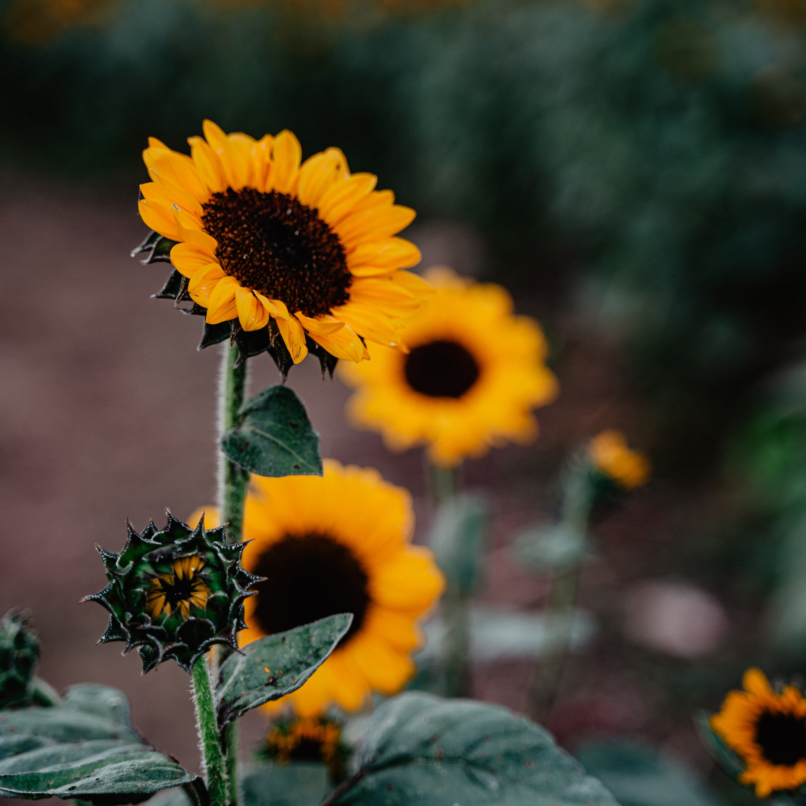 Asia. Luximagepro.com