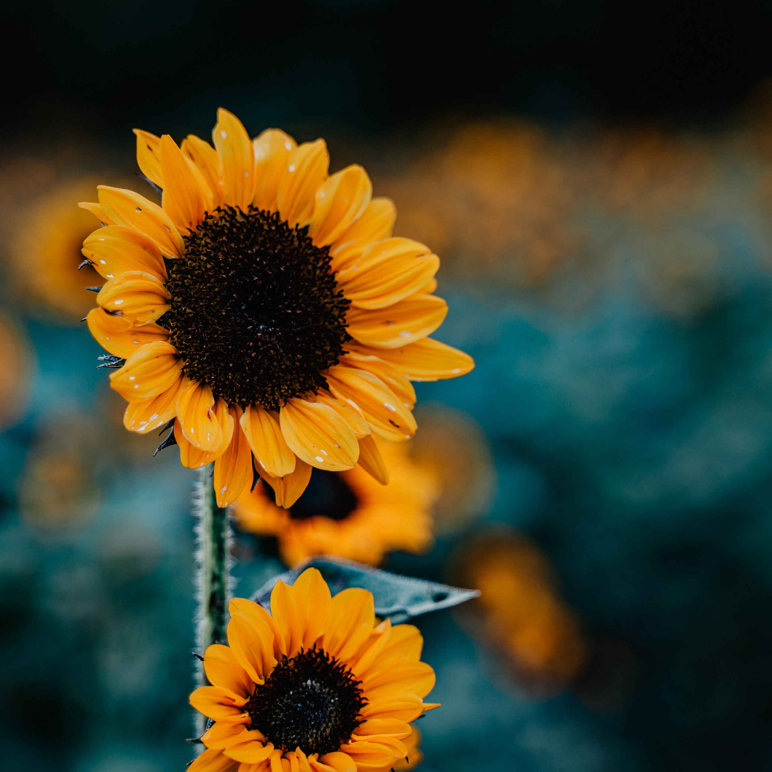 Asia. Luximagepro.com