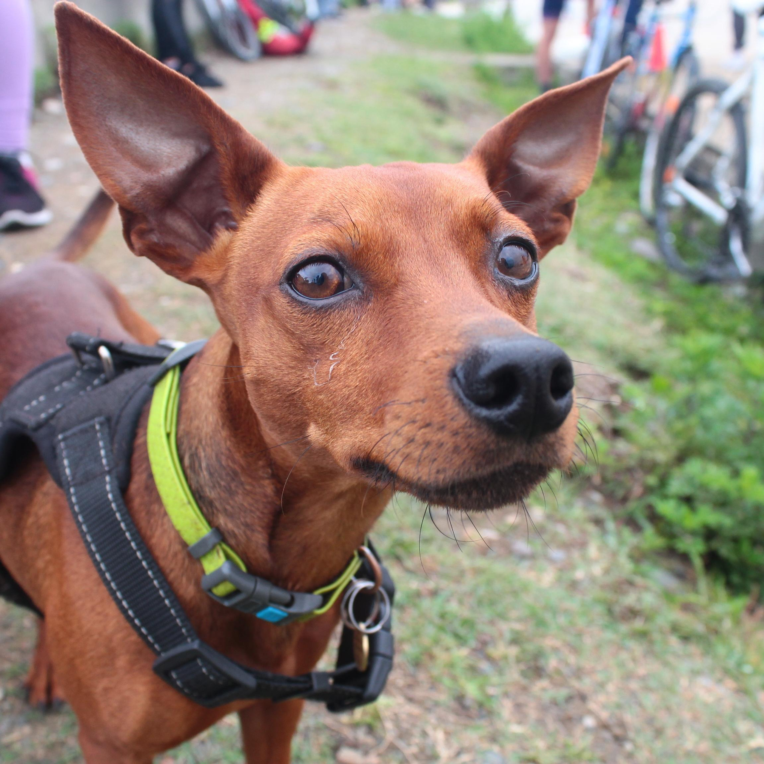 Отзывы. Свадебный и портретный фотограф в Белграде Екатерина Македонская