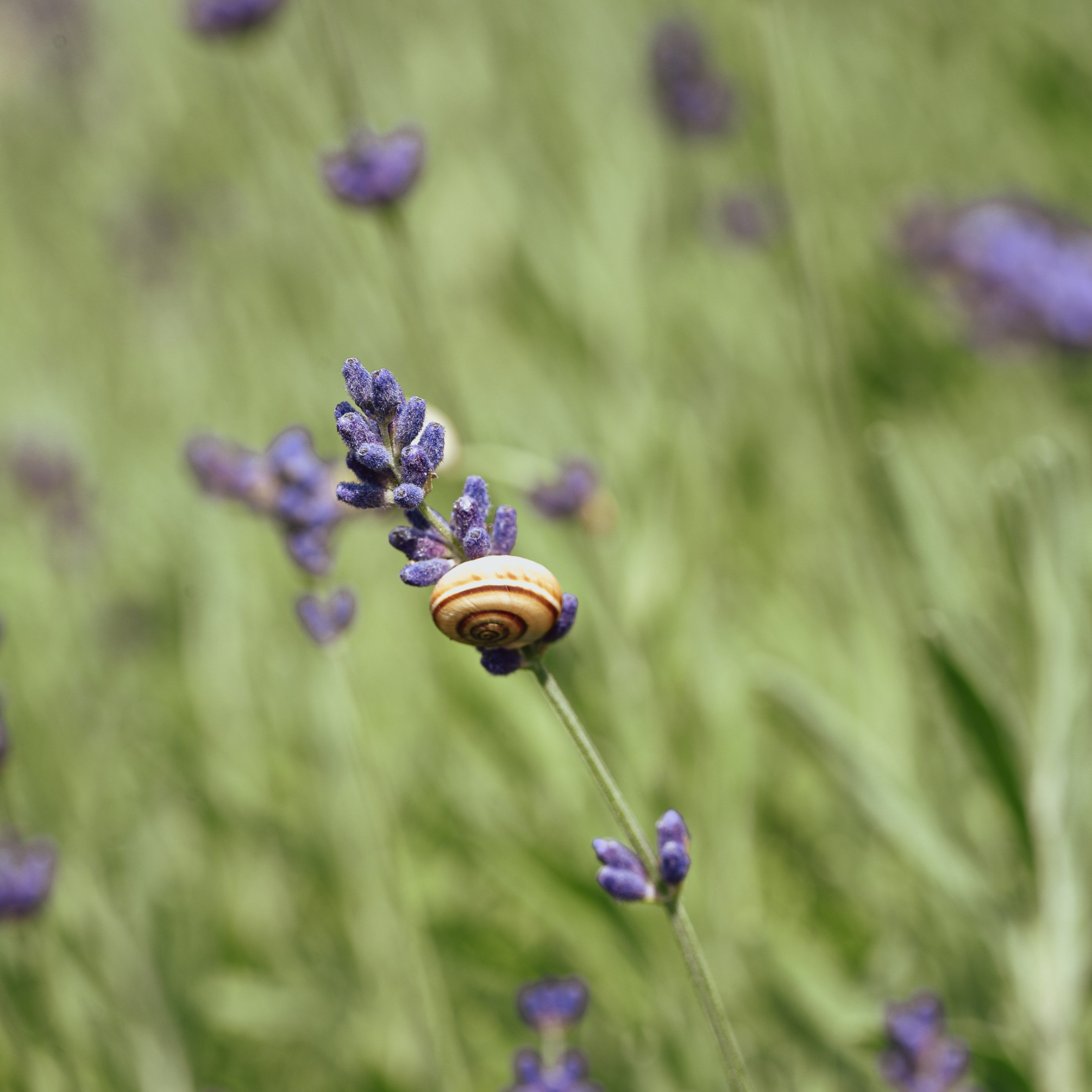 Kräutergarten Wipptal