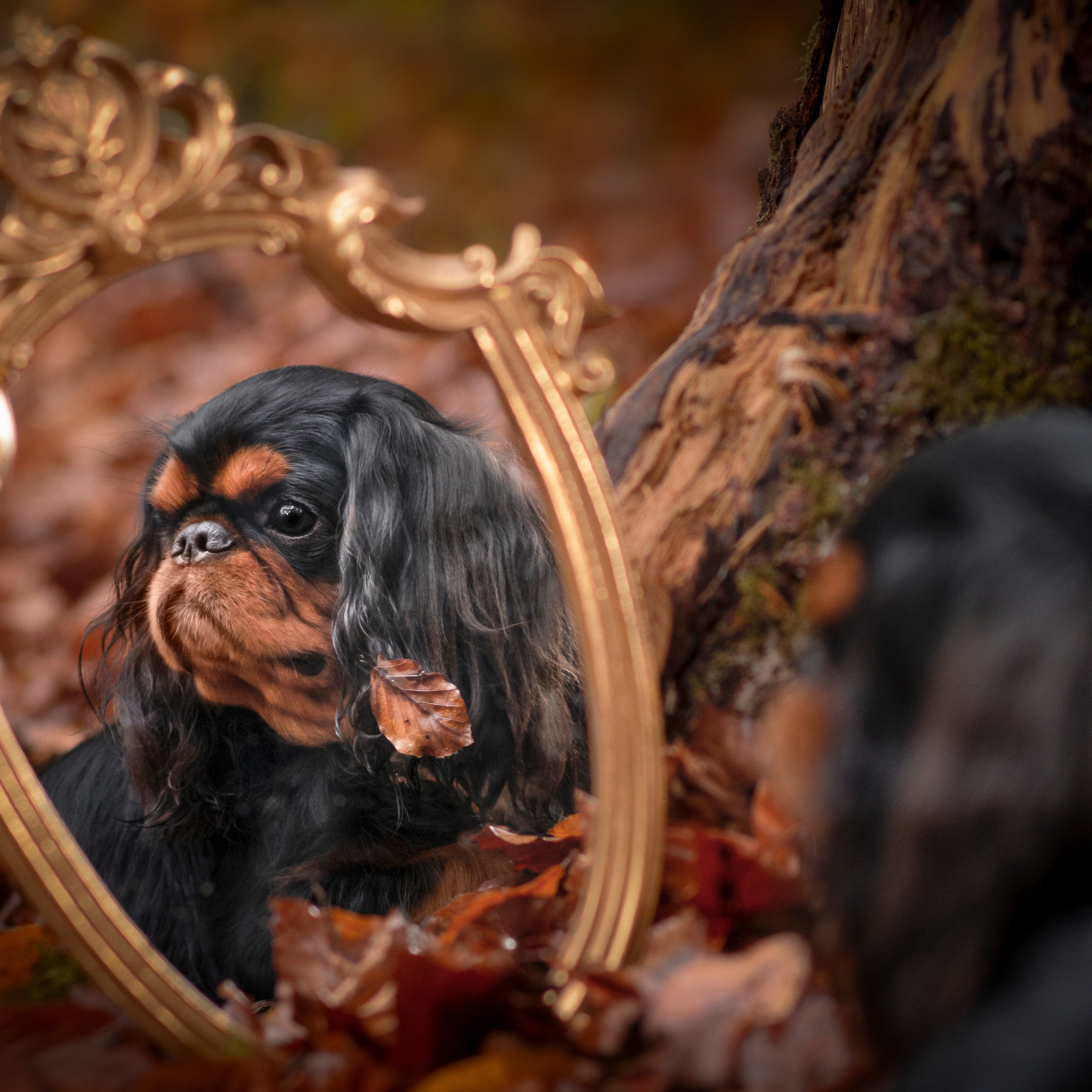 Tierfotografie und Familienfotografie in der Hallertau