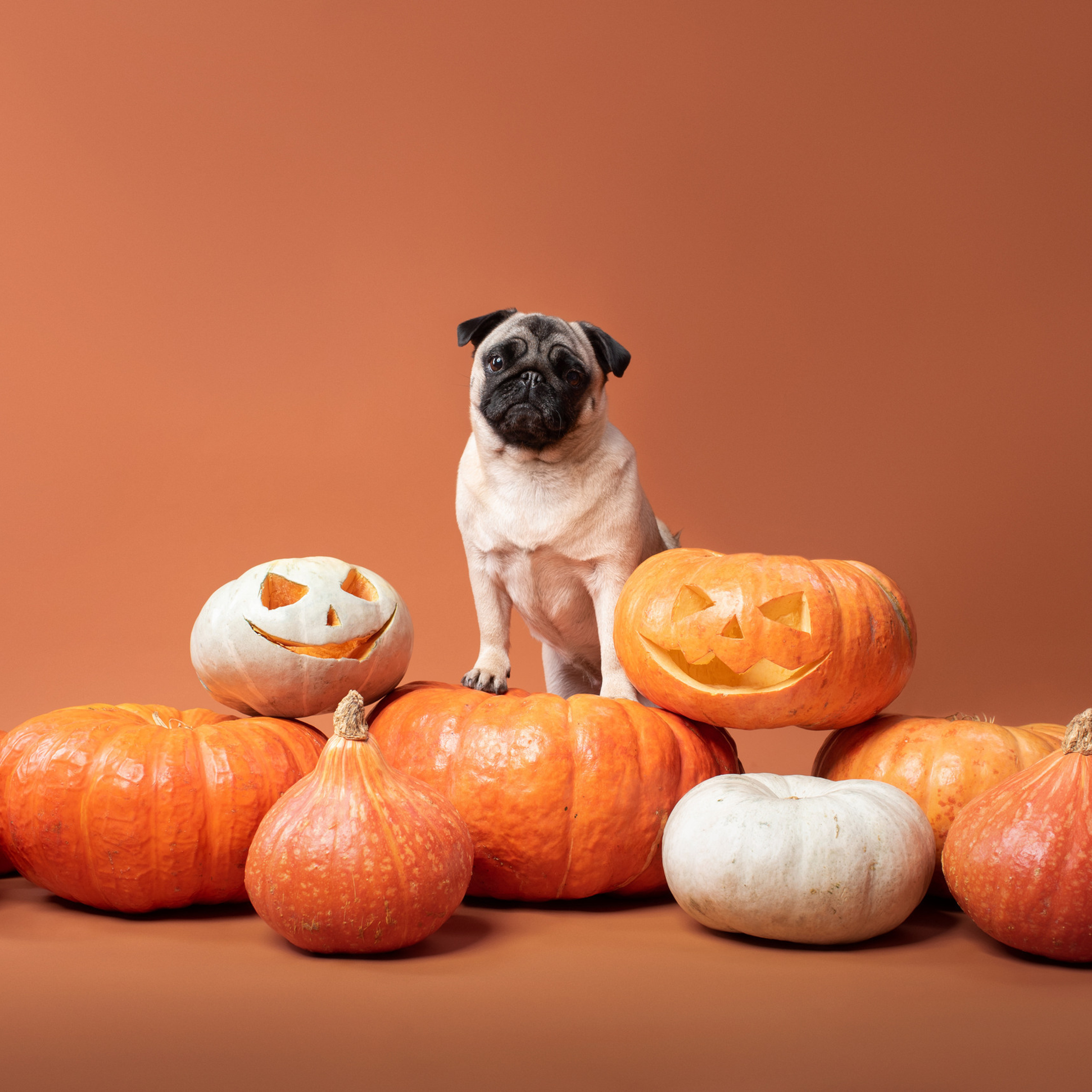 Отзывы о Таня Асфирь. Фотограф в Белграде Таня Асфирь