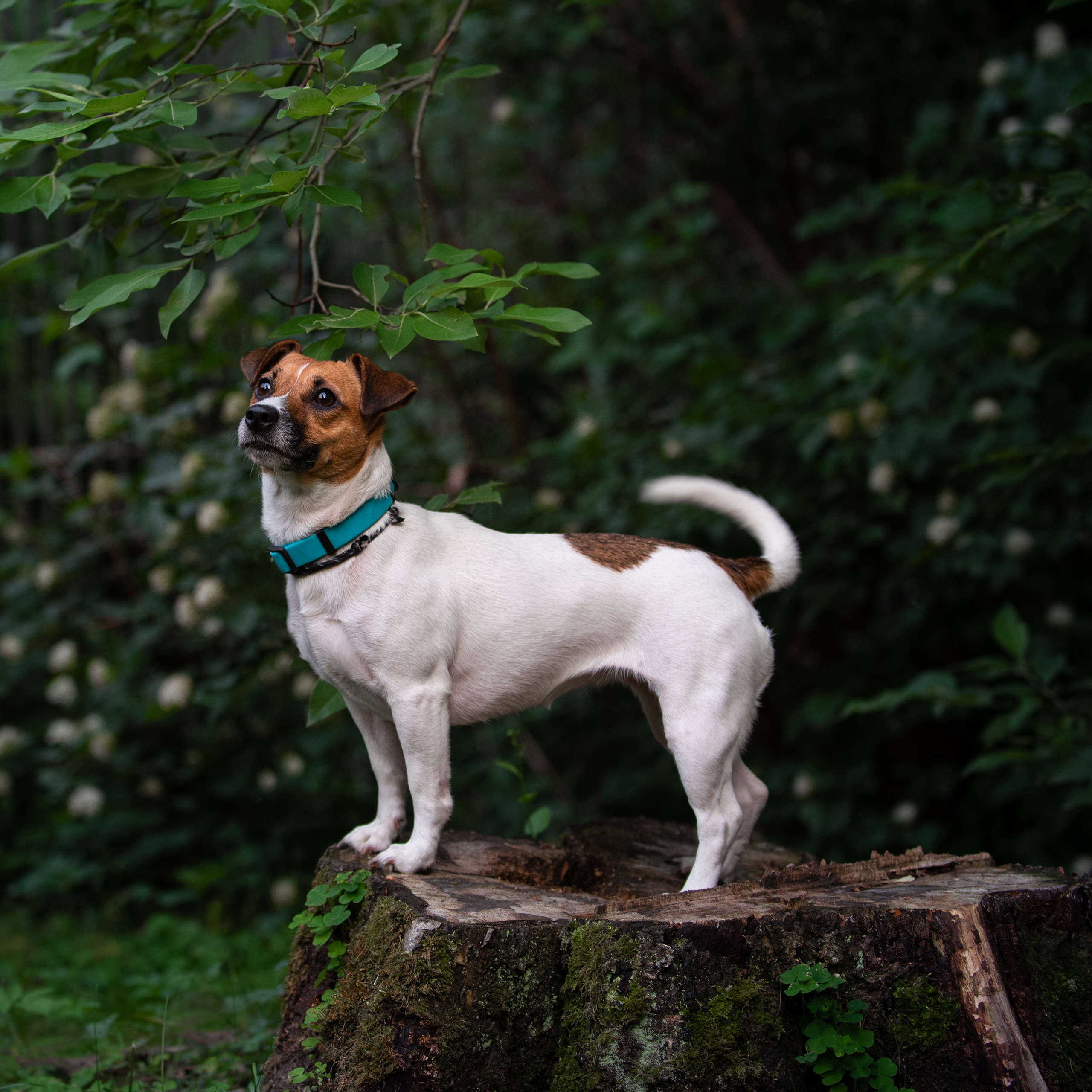 Отзывы о Таня Асфирь. Фотограф в Белграде Таня Асфирь