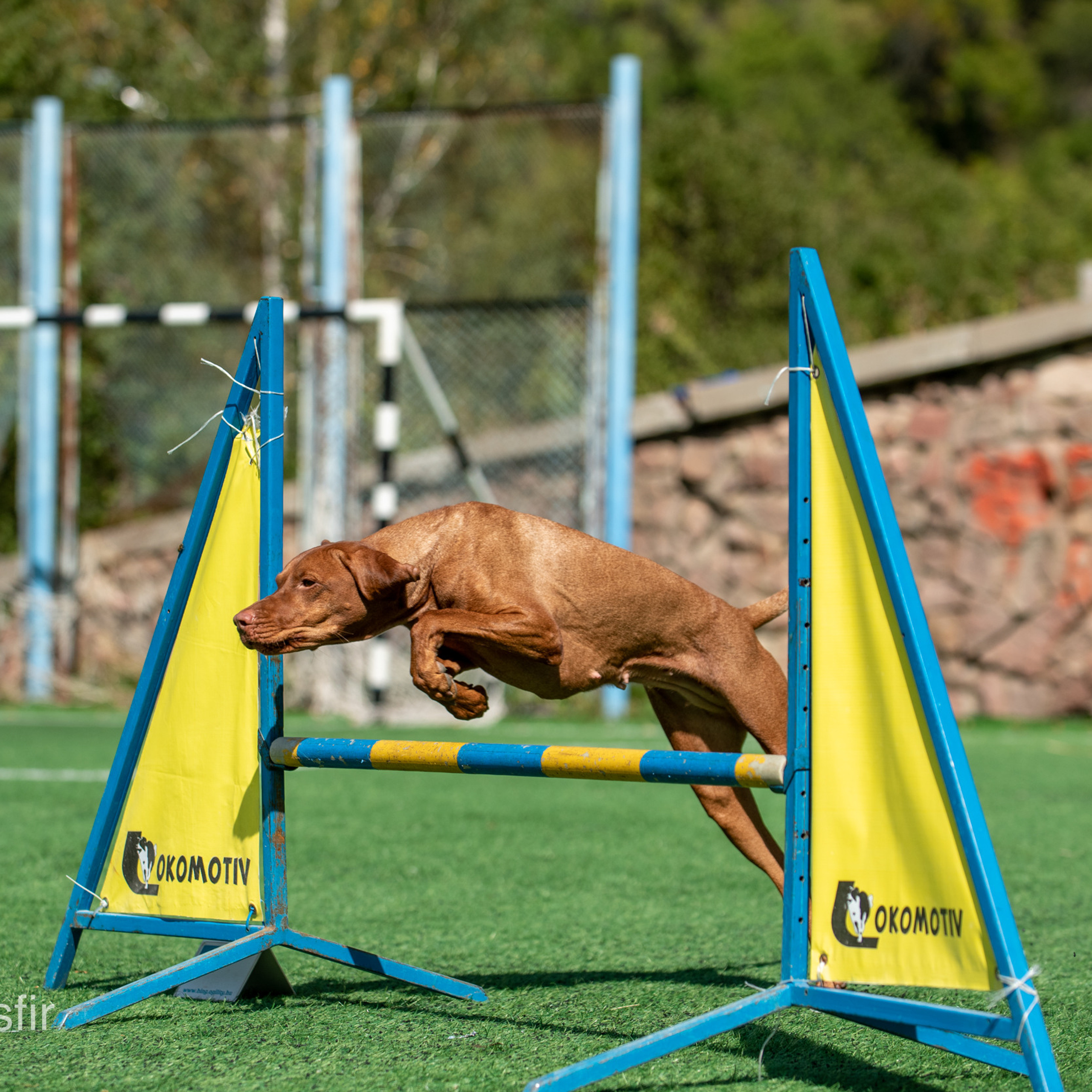 Отзывы о Таня Асфирь. Фотограф в Белграде Таня Асфирь