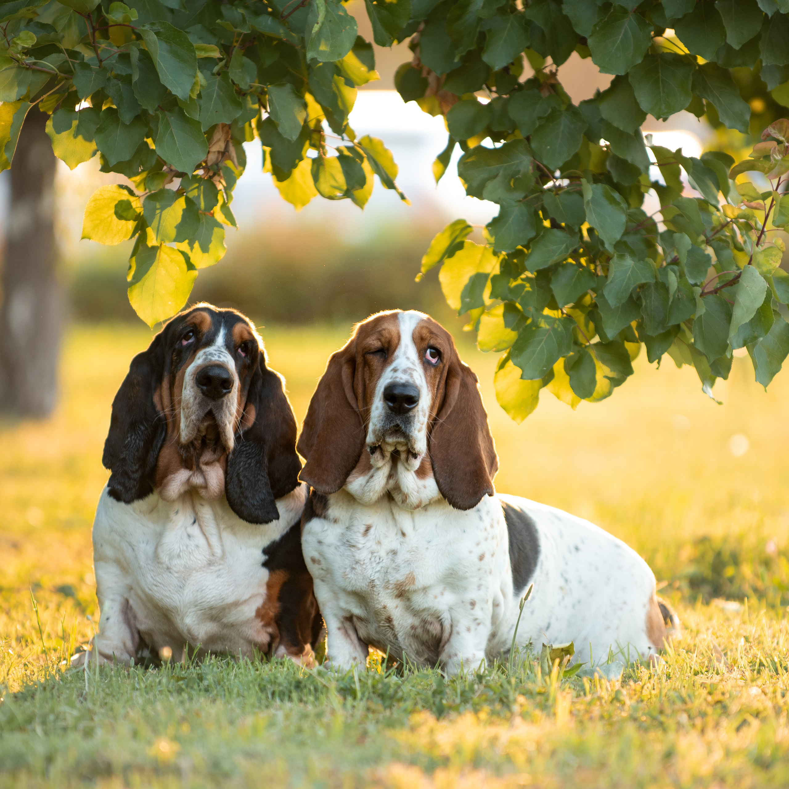 Отзывы о Таня Асфирь. Фотограф в Белграде Таня Асфирь