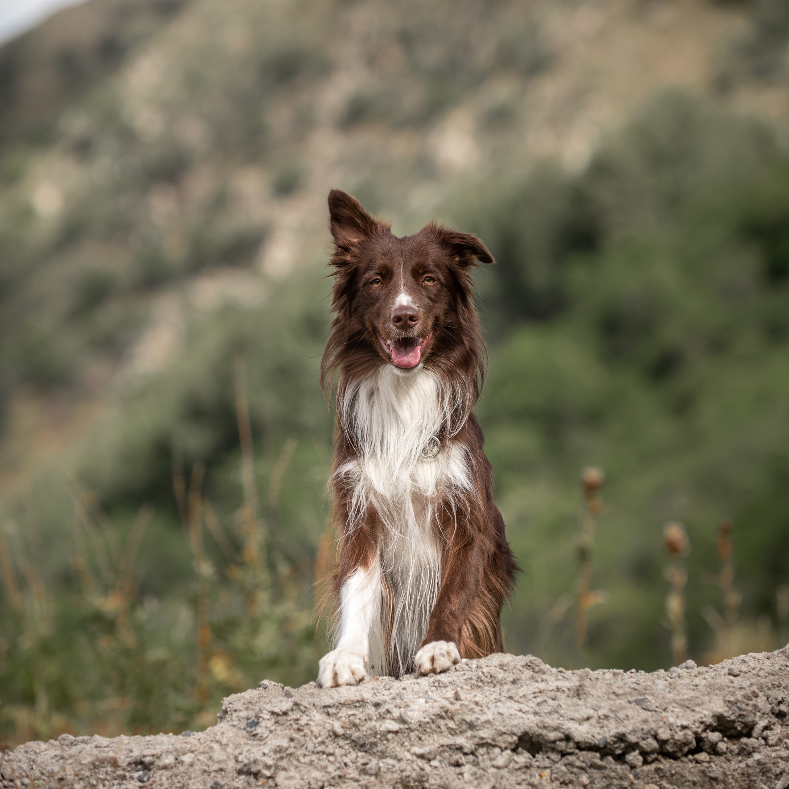 Отзывы о Таня Асфирь. Фотограф в Белграде Таня Асфирь