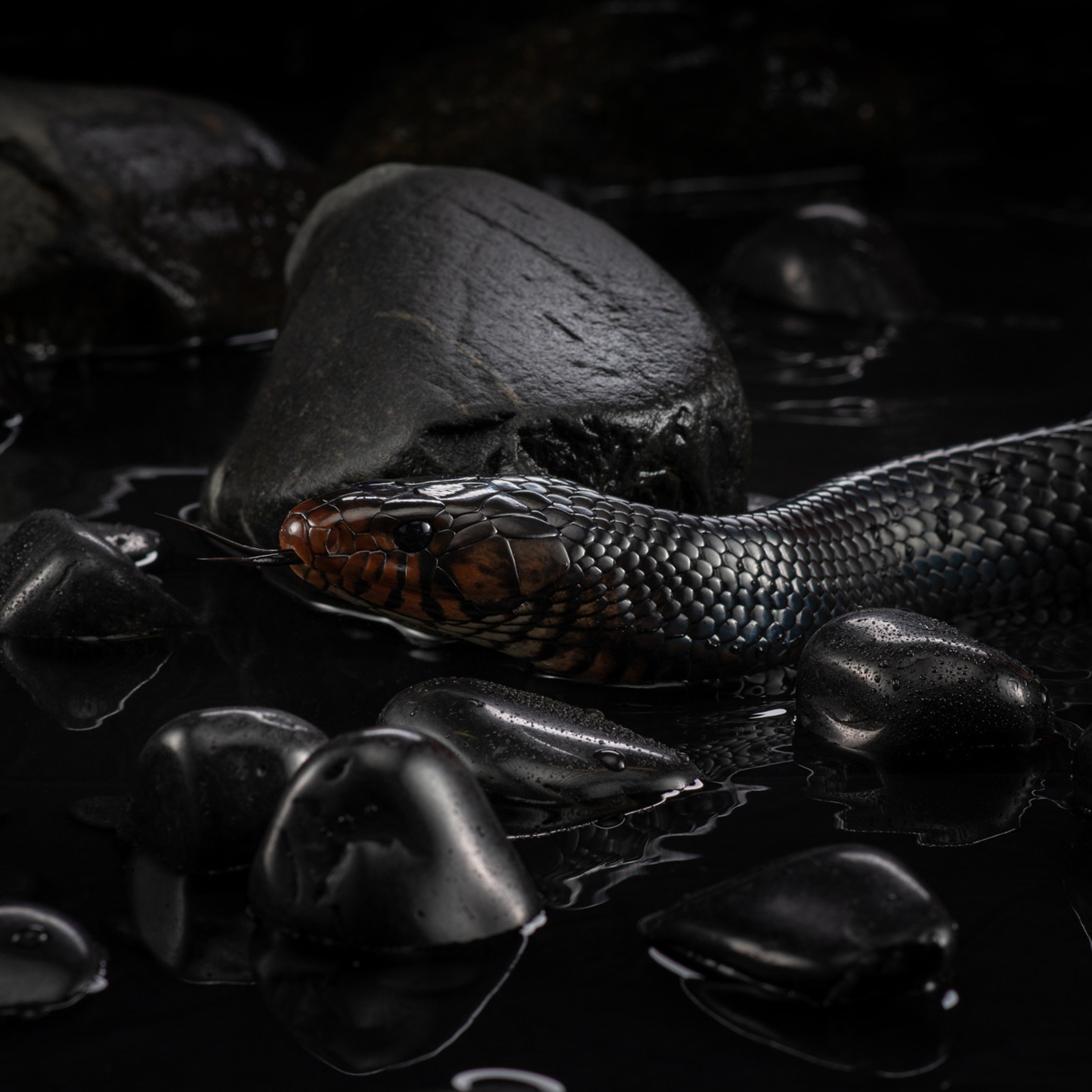 Отзывы о Таня Асфирь. Фотограф в Белграде Таня Асфирь