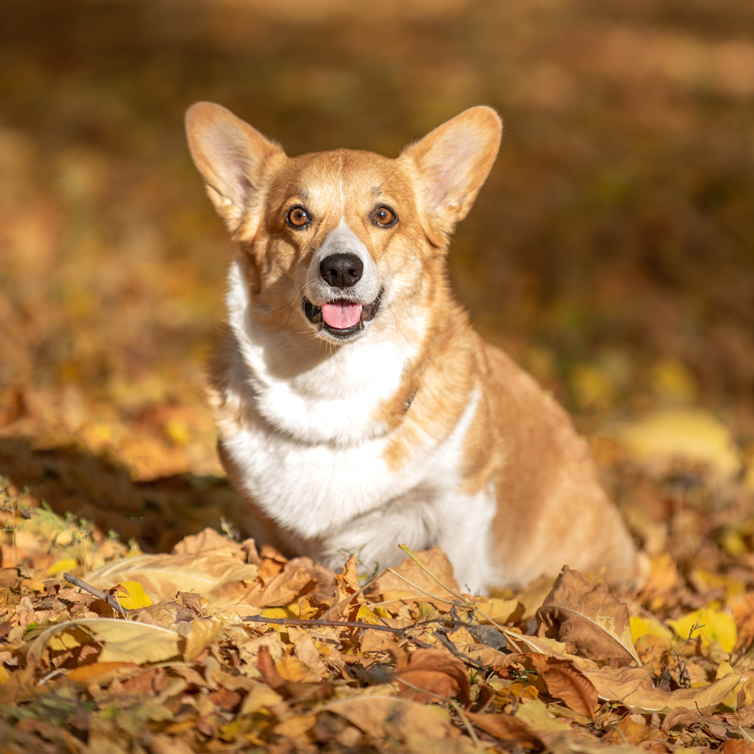 Отзывы о Таня Асфирь. Фотограф в Белграде Таня Асфирь