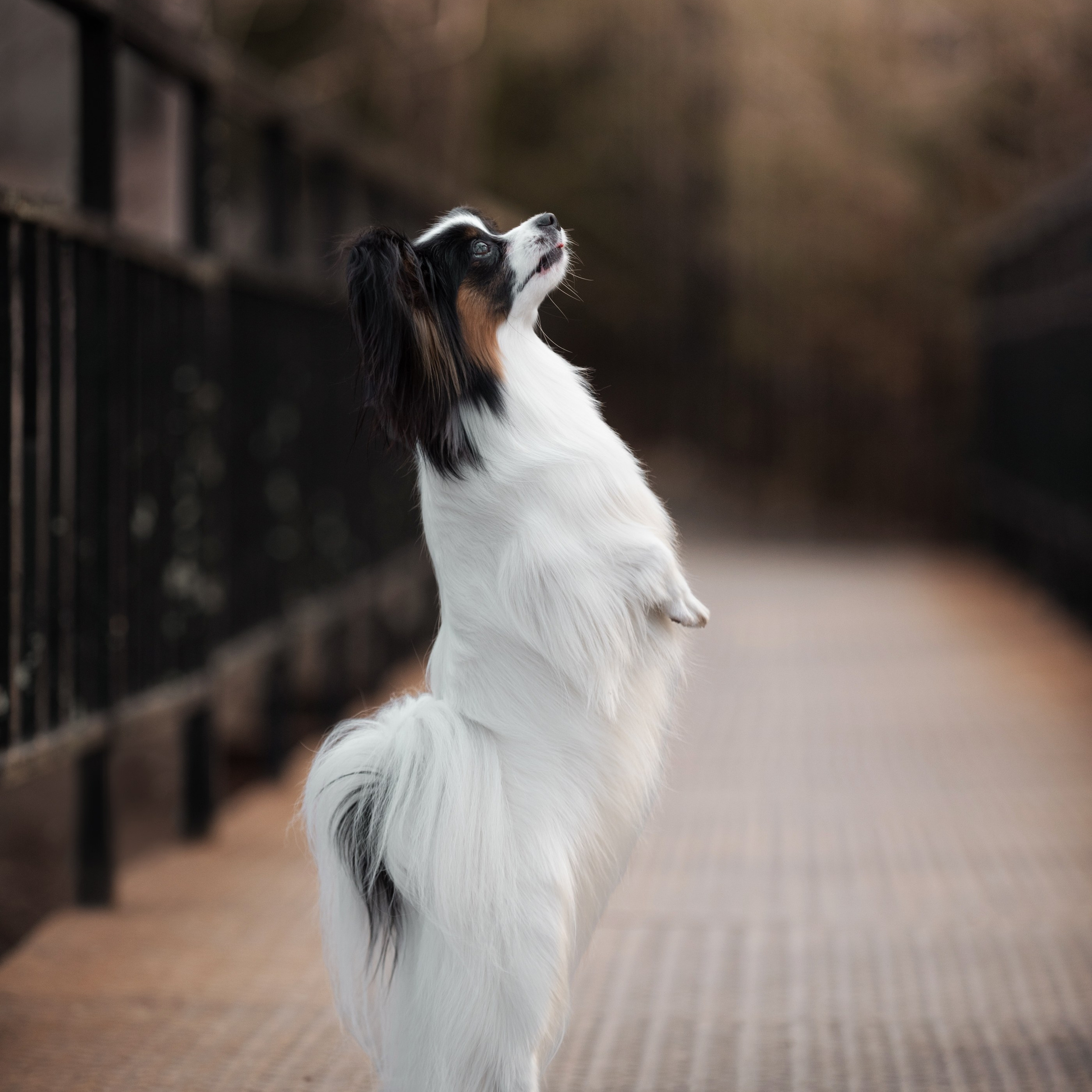 Отзывы о Таня Асфирь. Фотограф в Белграде Таня Асфирь